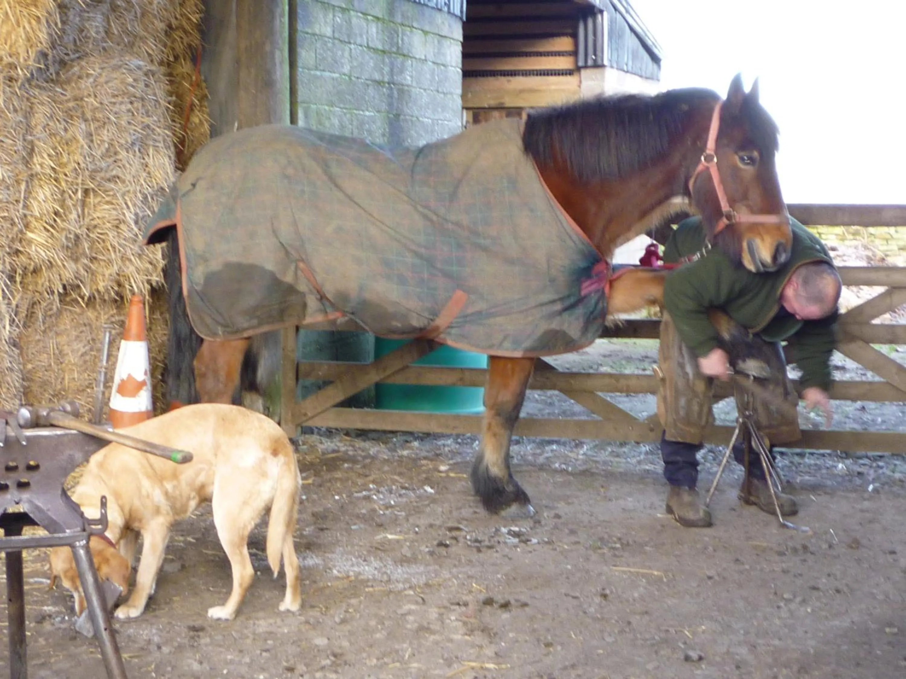 Pets in Rye Hill Farm