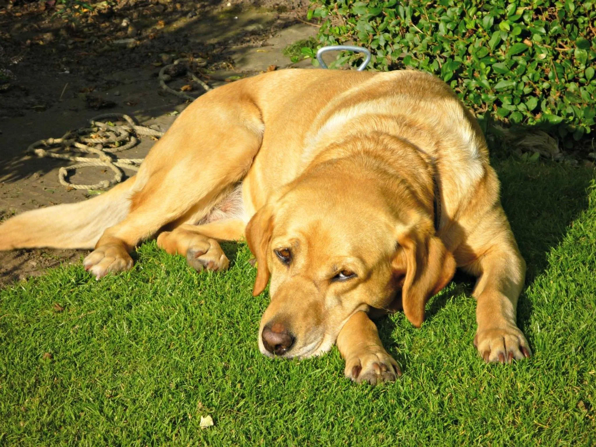 Pets in Rye Hill Farm