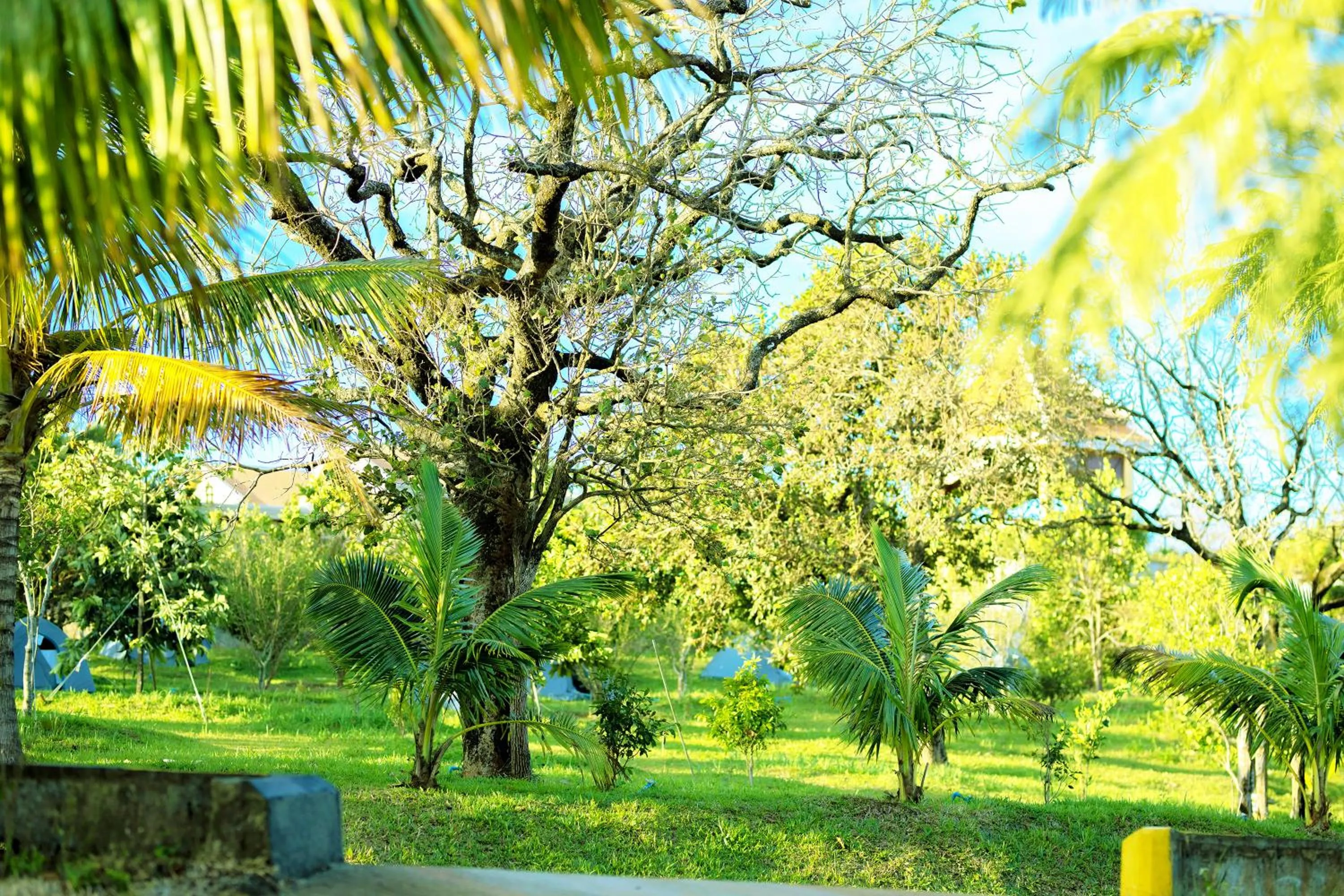 Garden in KNN Luxury Hill