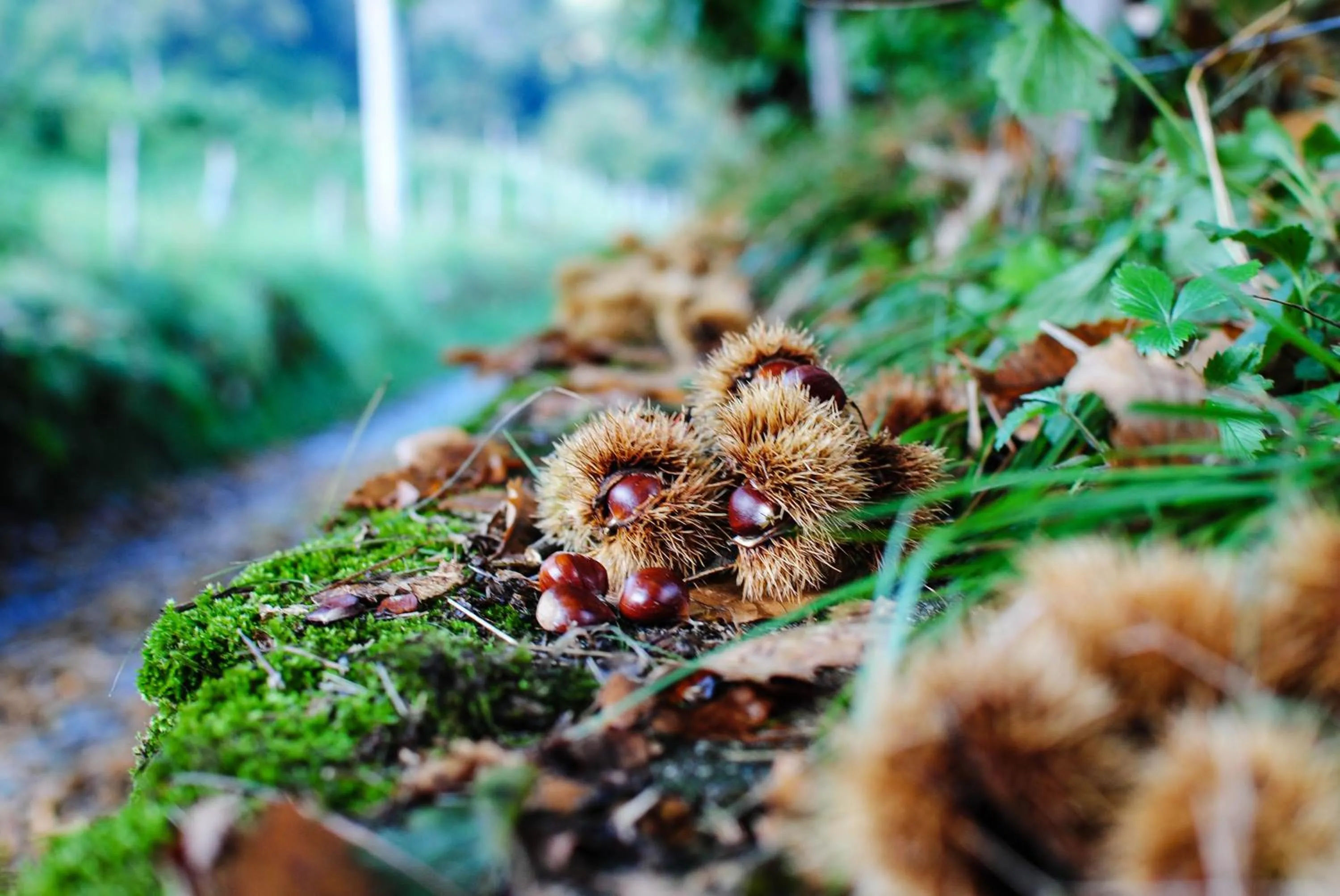 Natural landscape in Hotel Conca Verde