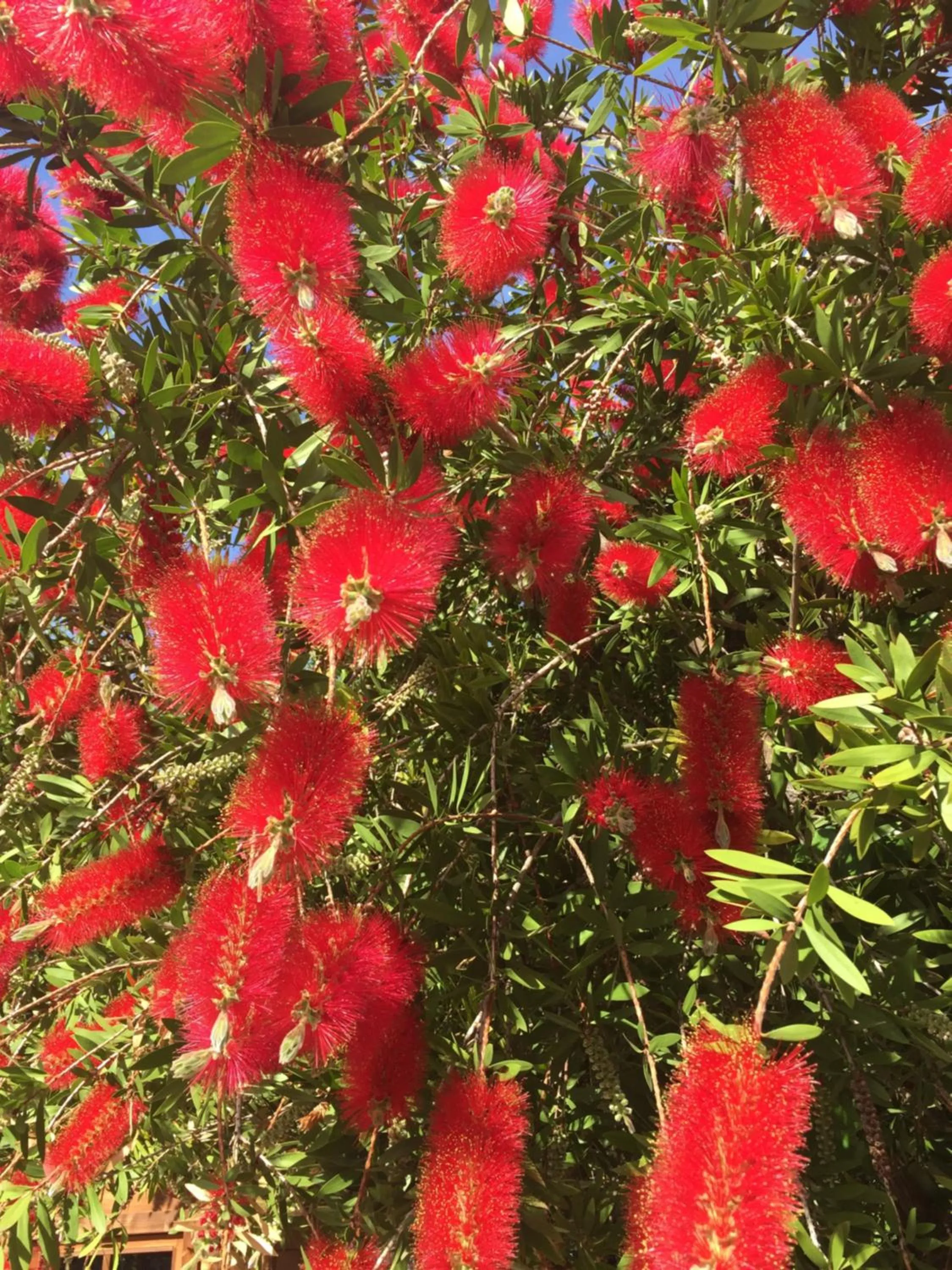 Garden view in Campo Di Carlo