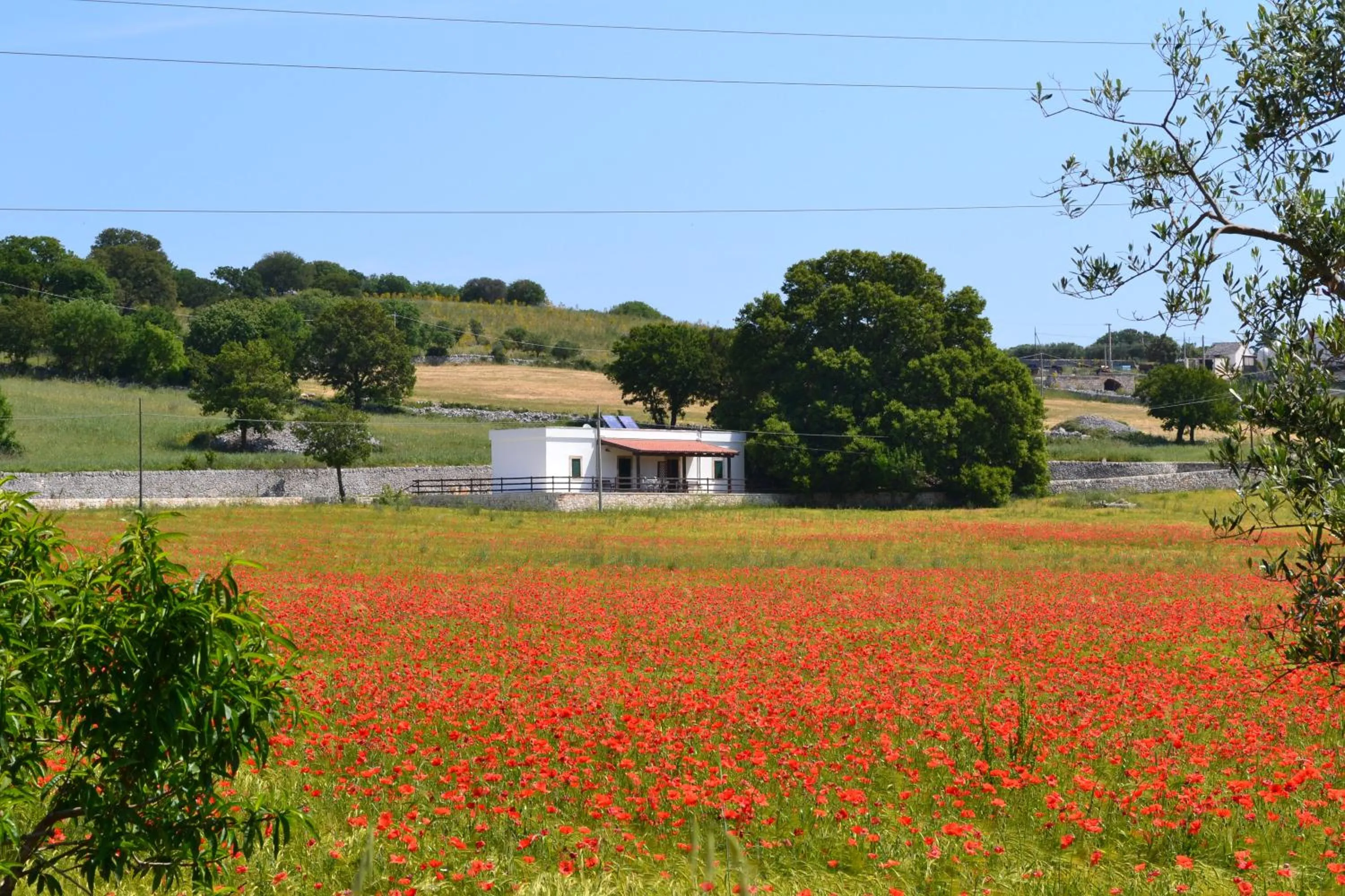 View (from property/room) in Masseria Torricella