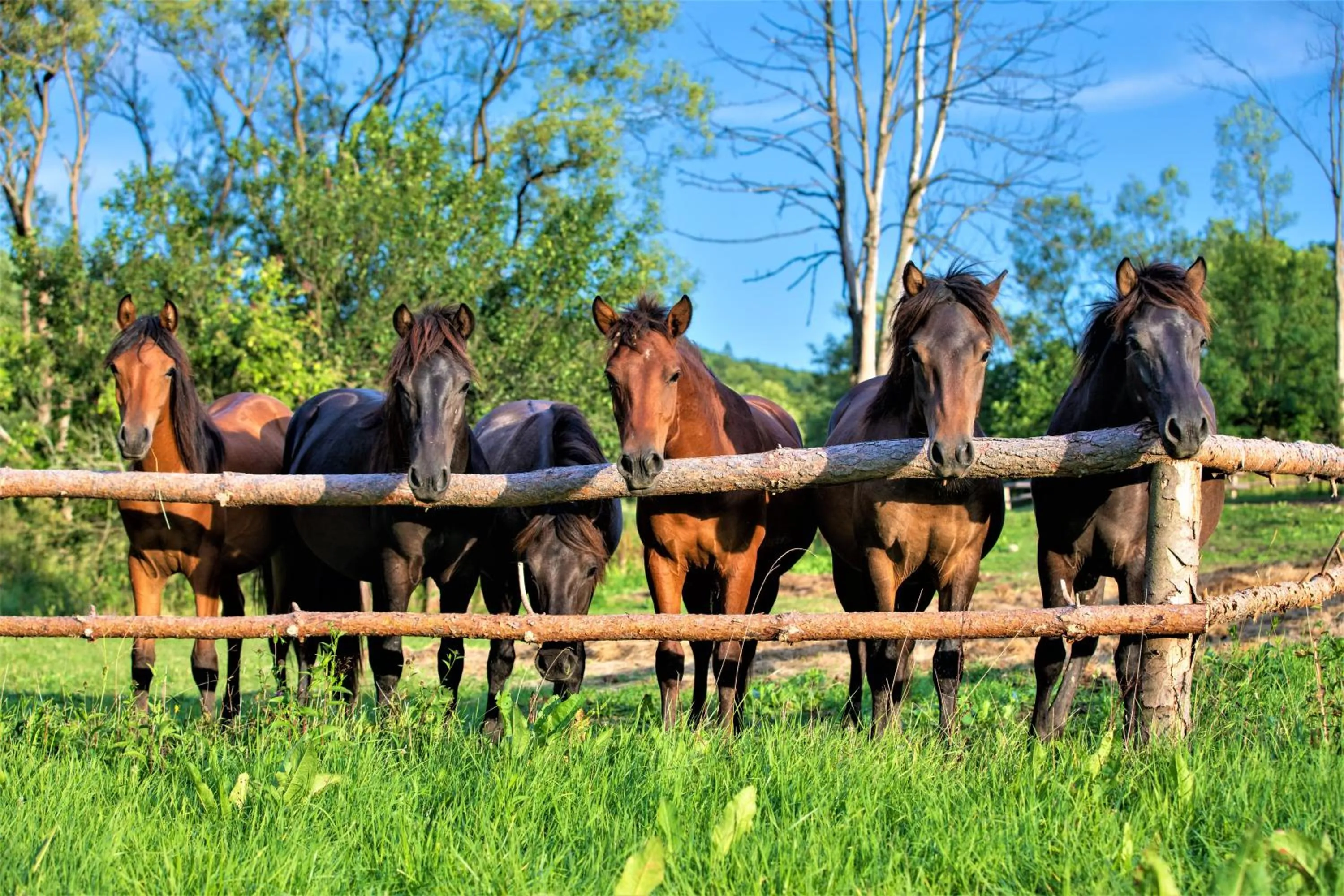 Natural landscape in Końska Dolina