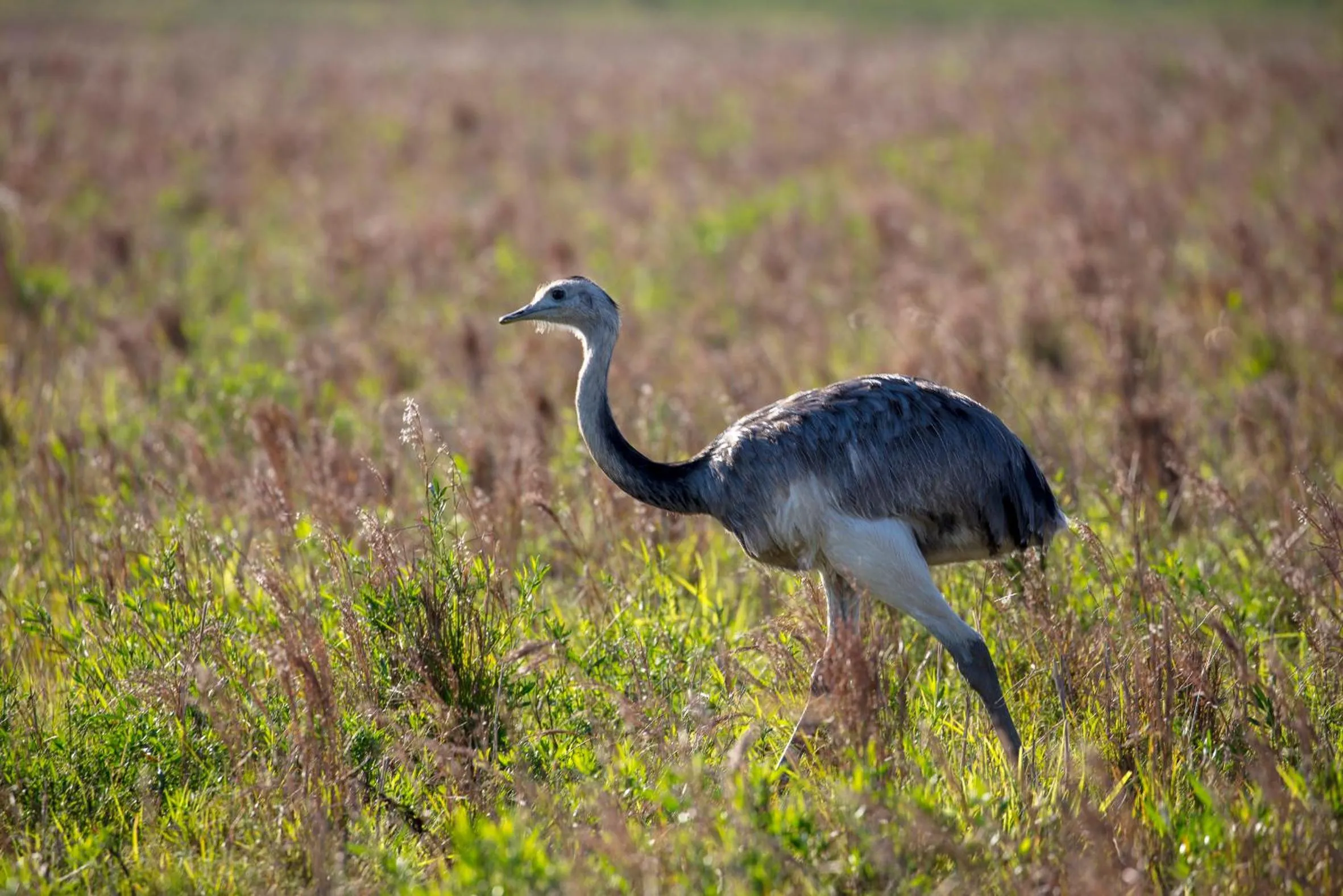 Animals in Estancia San Agustin