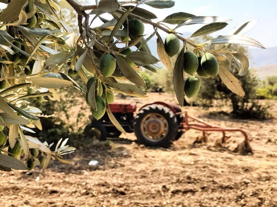 Garden in Bare Hill Holiday Apartments