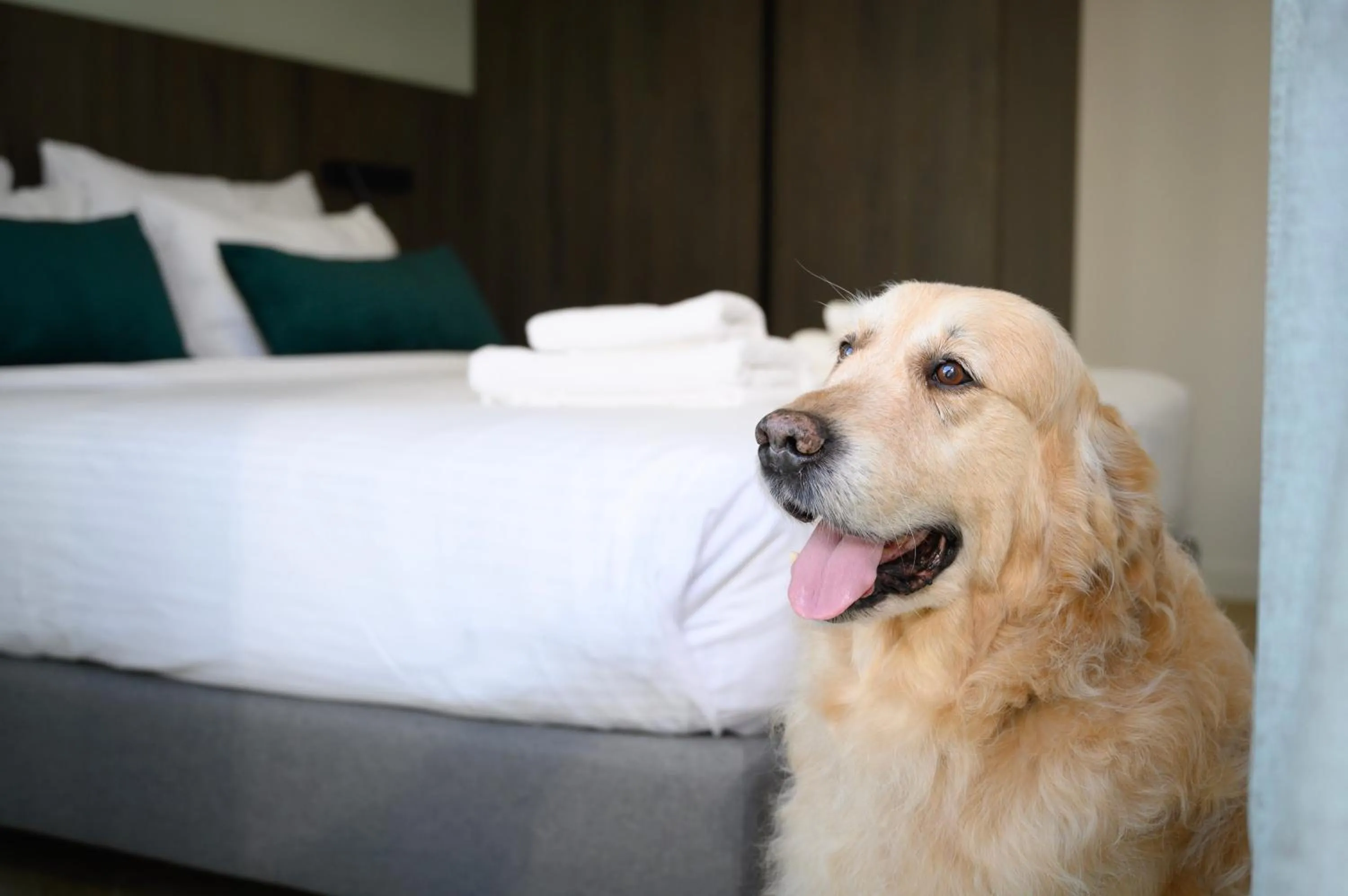 Pets, Bed in Hestia - Dimitressa 4