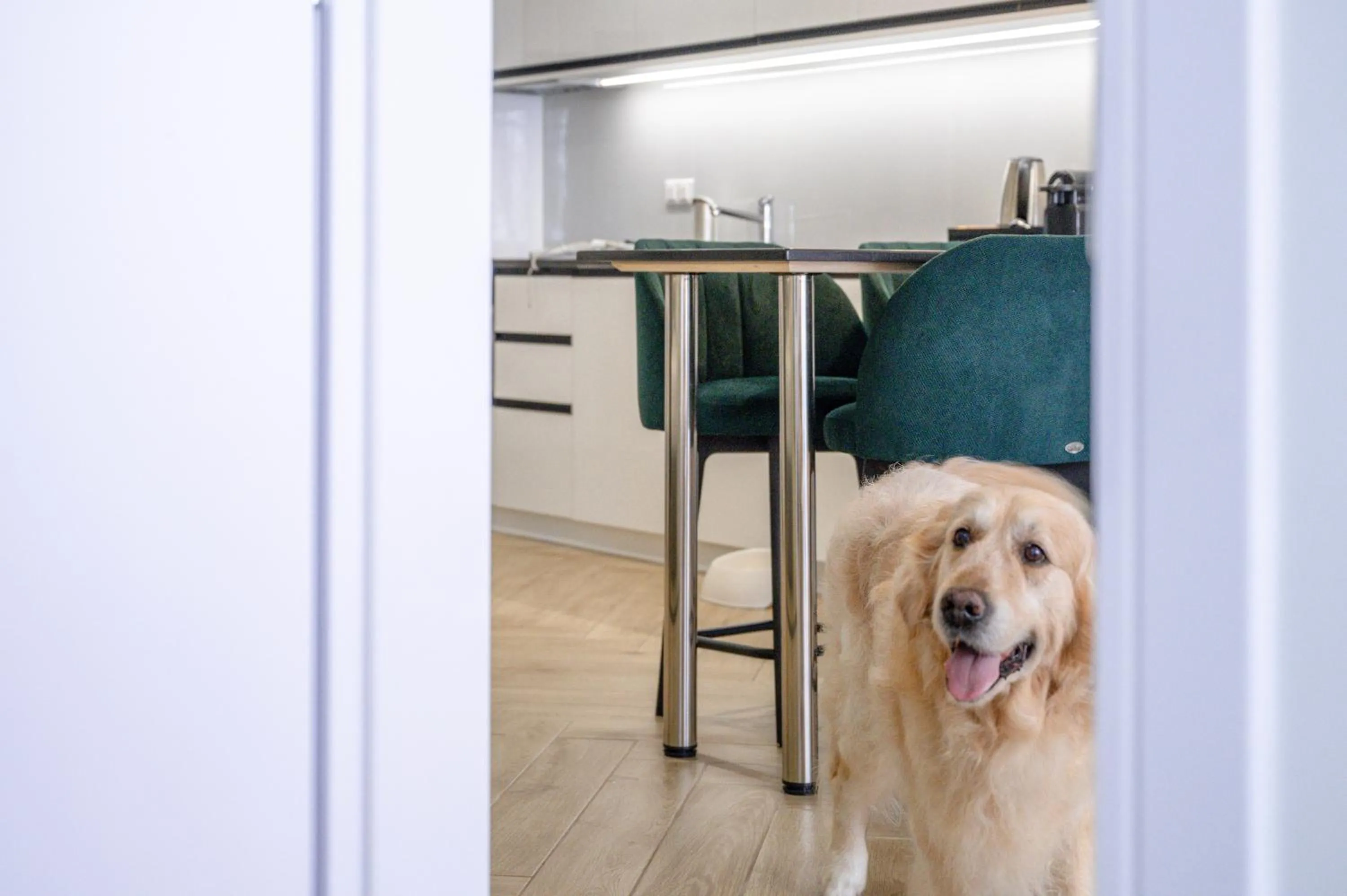 Pets in Hestia - Dimitressa 4