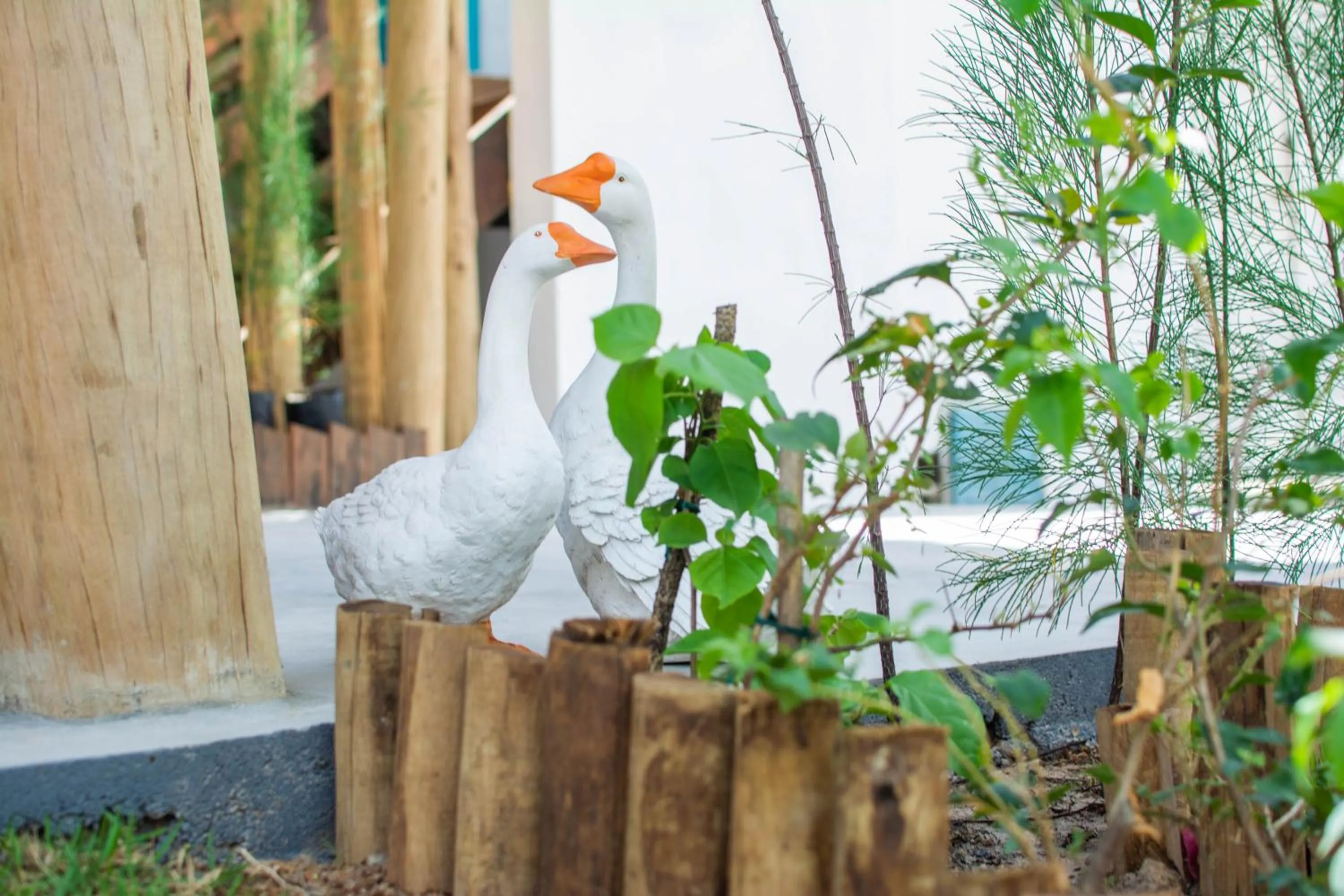 Garden in Villa Paihia Jericoacoara