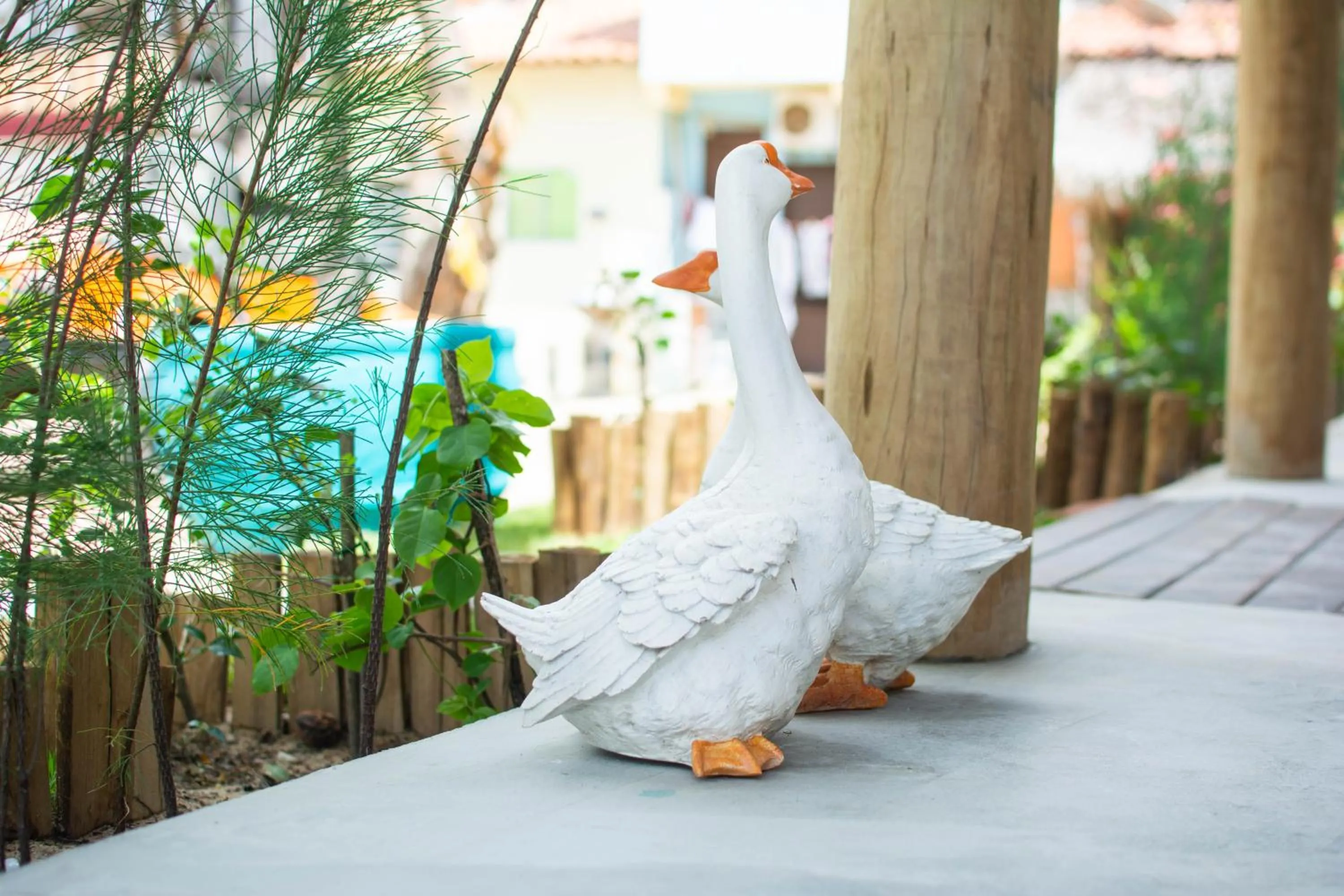 Garden in Villa Paihia Jericoacoara