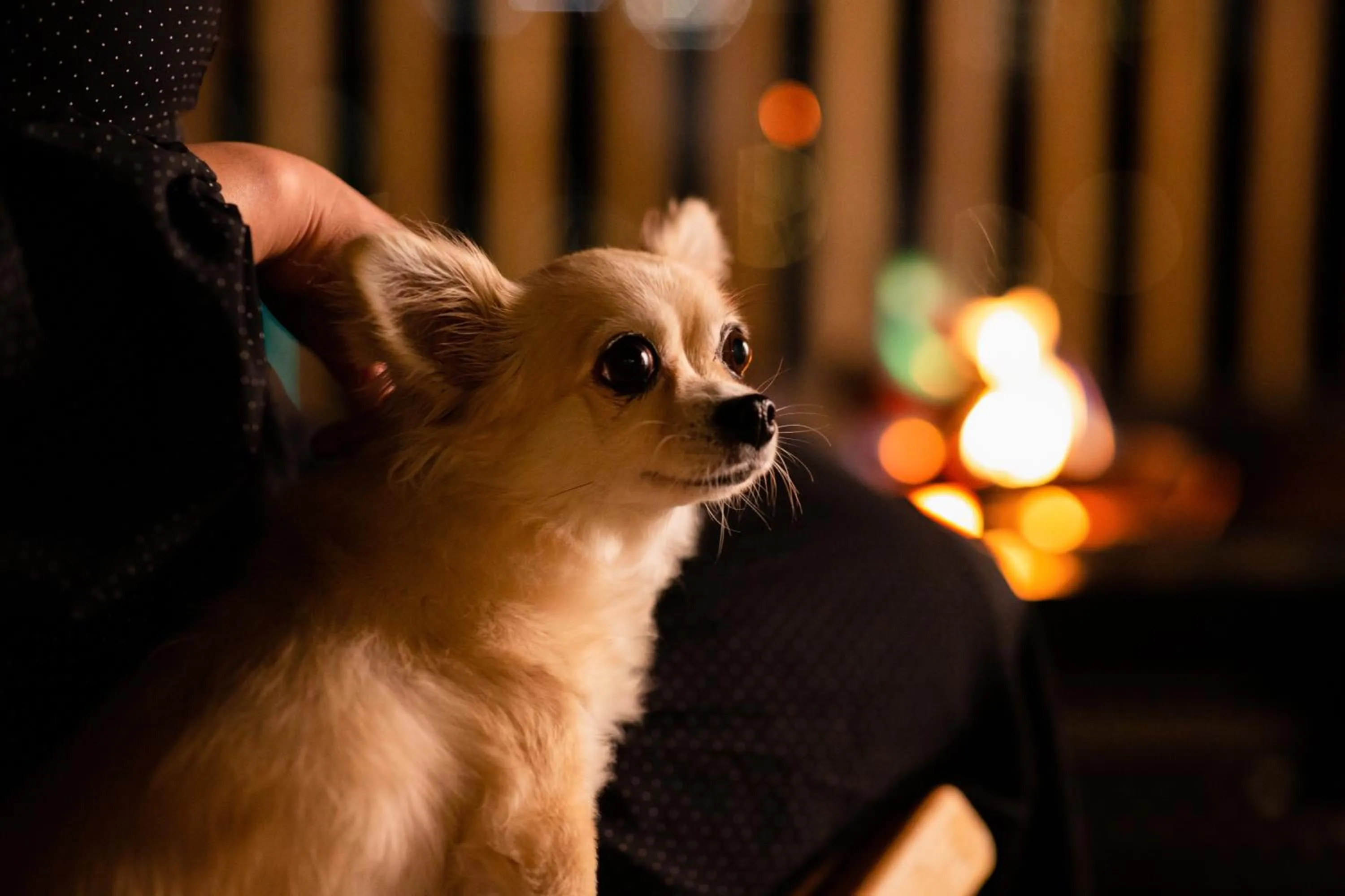 Other in Mt.Fujiグランピングテラス　嶺乃華