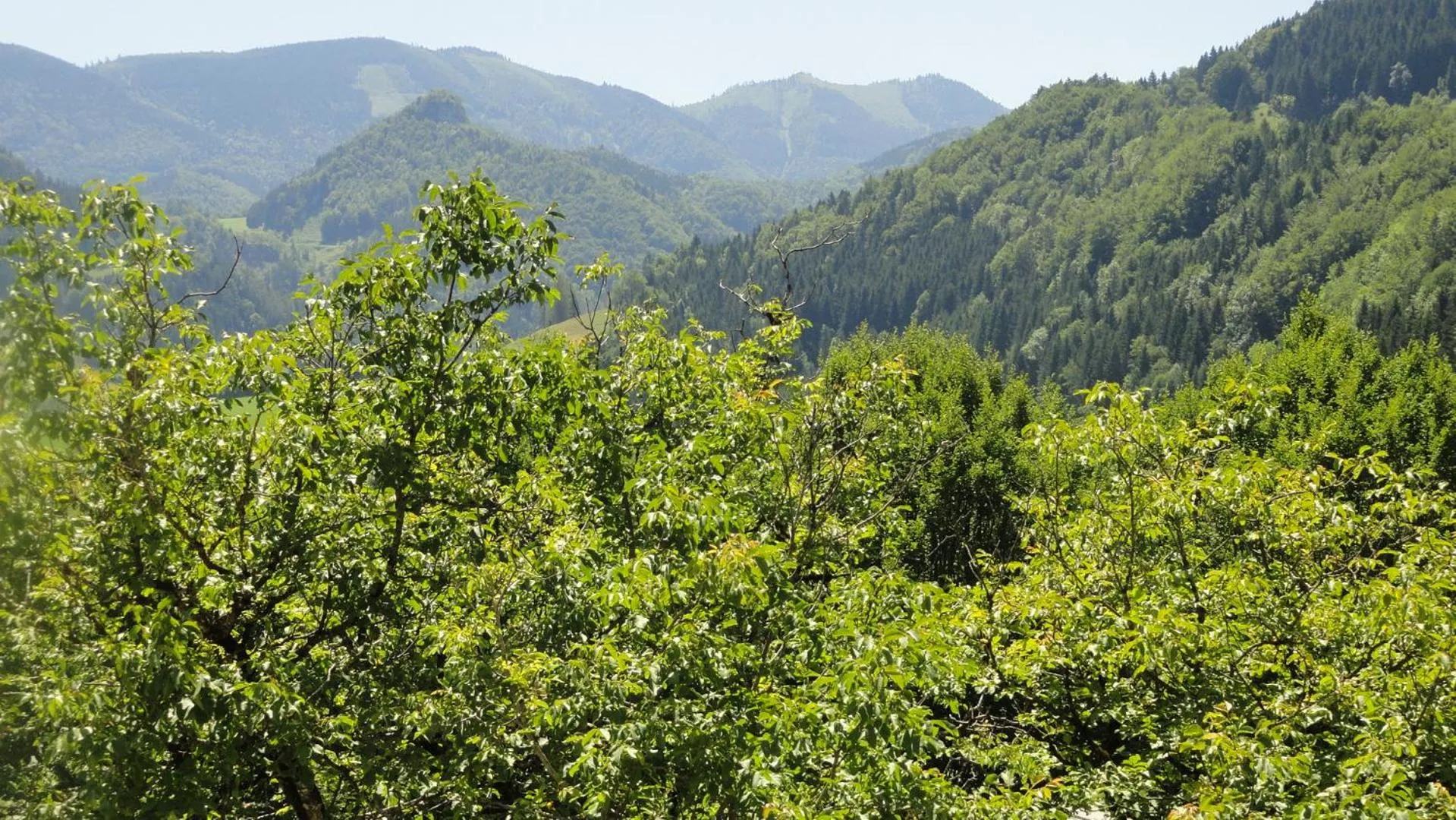 View (from property/room) in Ennstalerhof