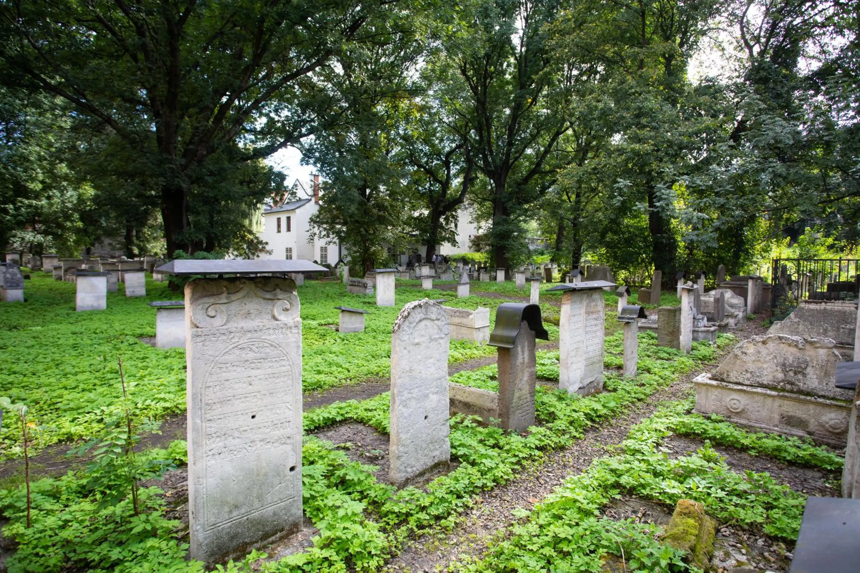 Garden view in David Boutique Hotel