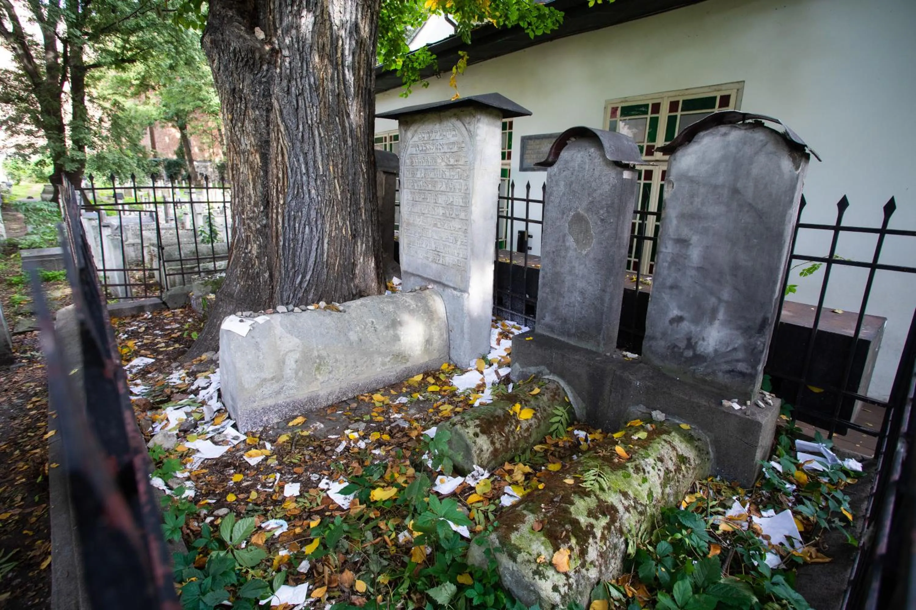 Garden view in David Boutique Hotel