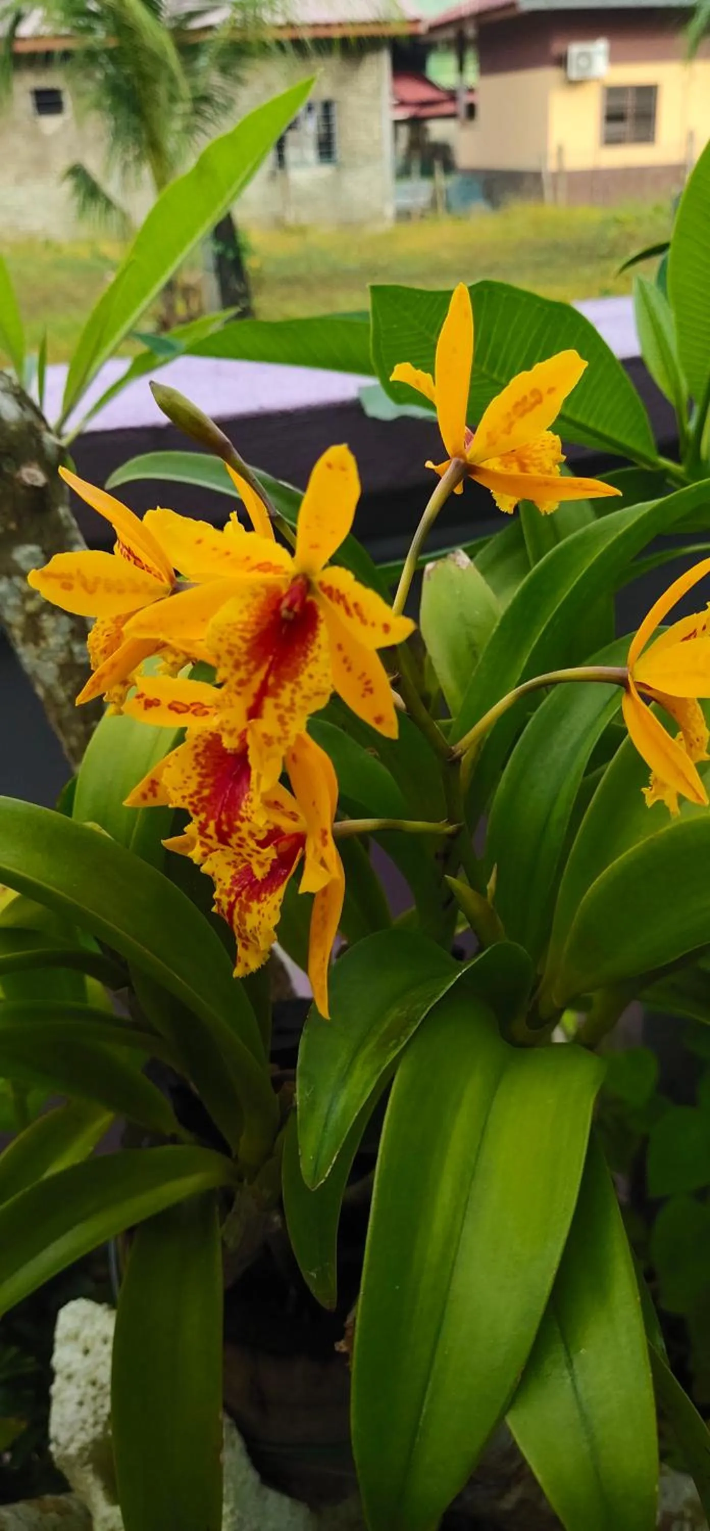 Garden in OCEAN LODGE