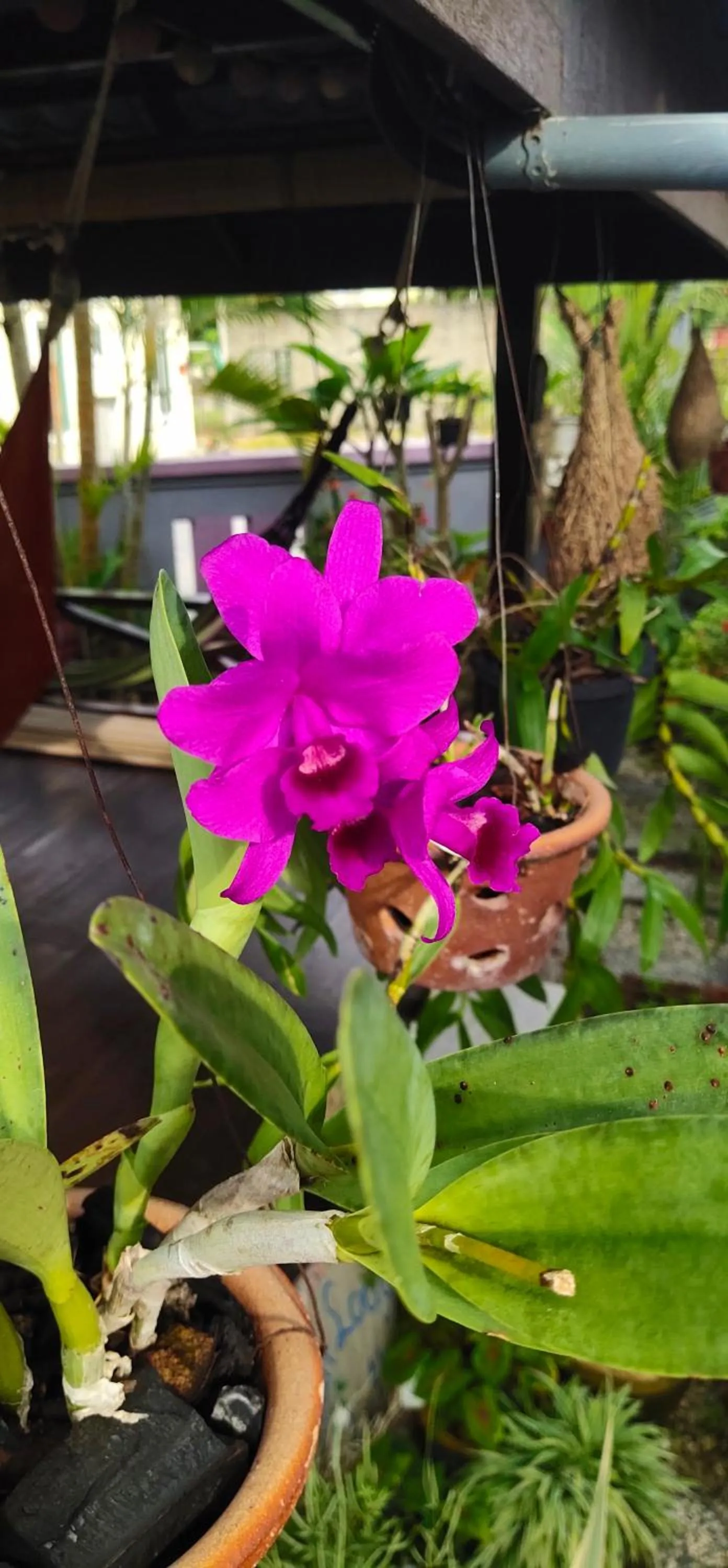 Garden in OCEAN LODGE