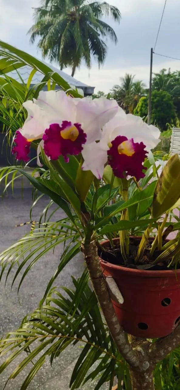 Garden in OCEAN LODGE