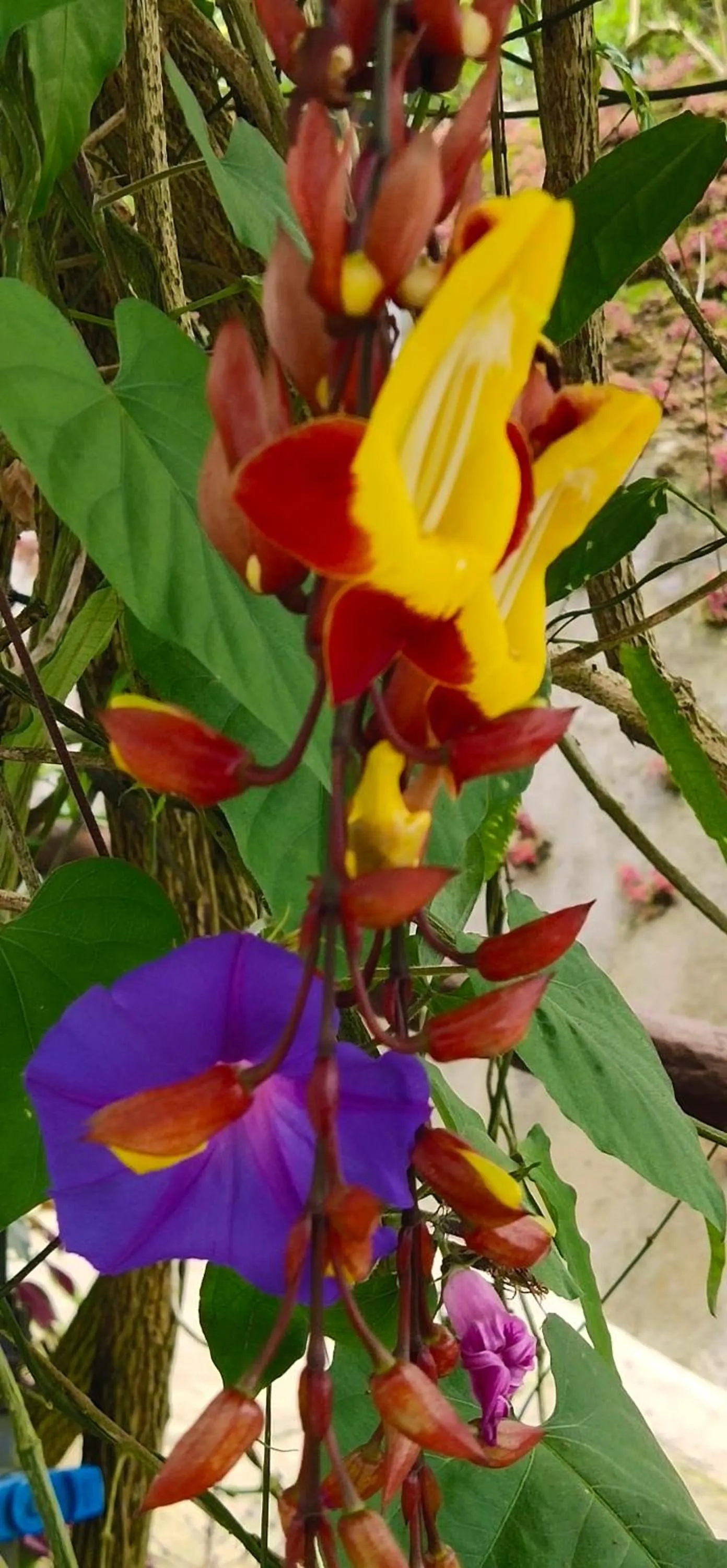 Garden in OCEAN LODGE