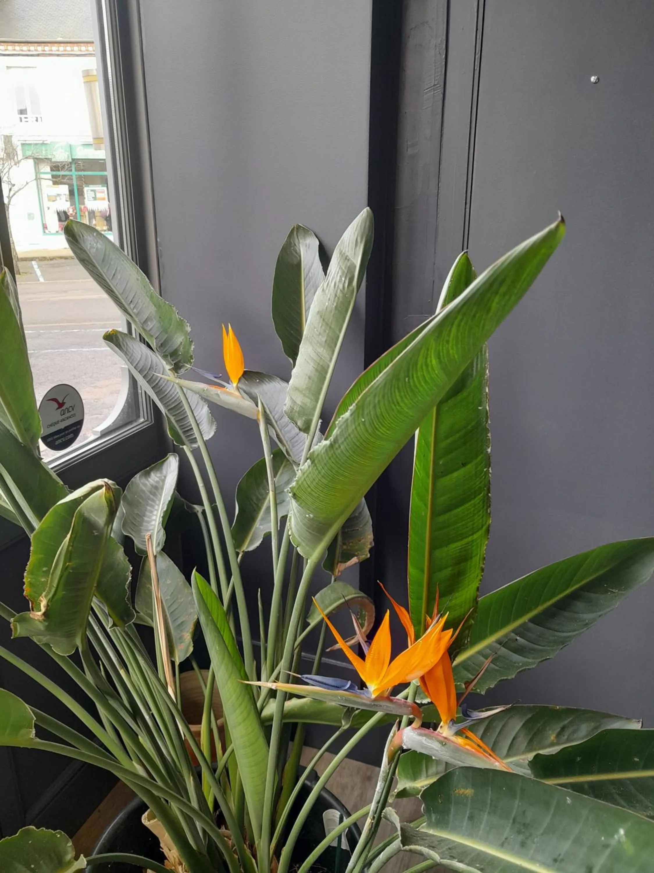 Garden in La Pomme d'Or