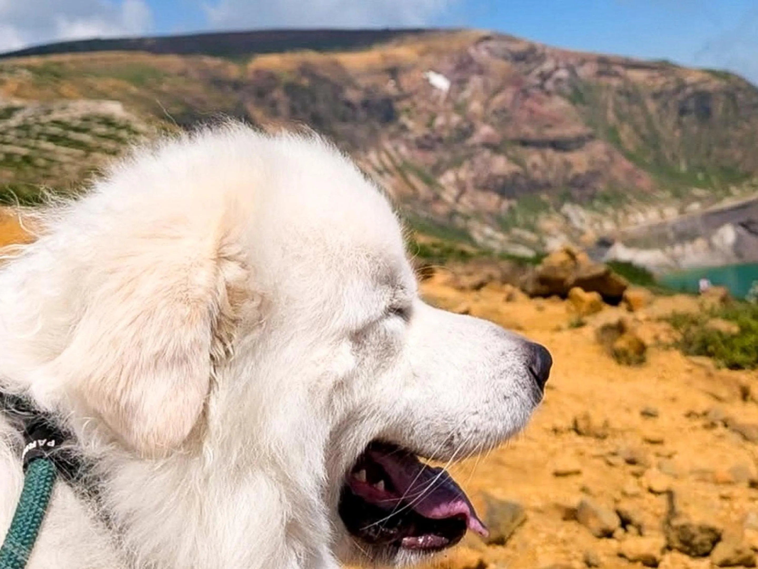 pet friendly in Lodge Scole