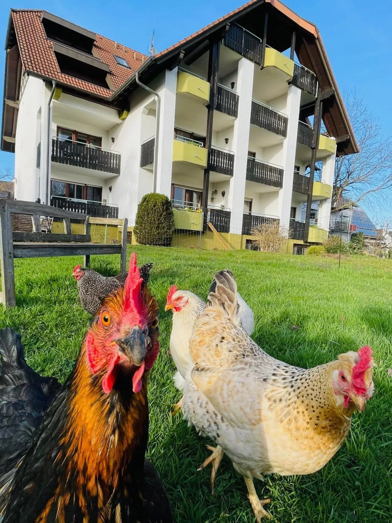Spring in Gasthaus Hirschenstube & Gästehaus Gehri