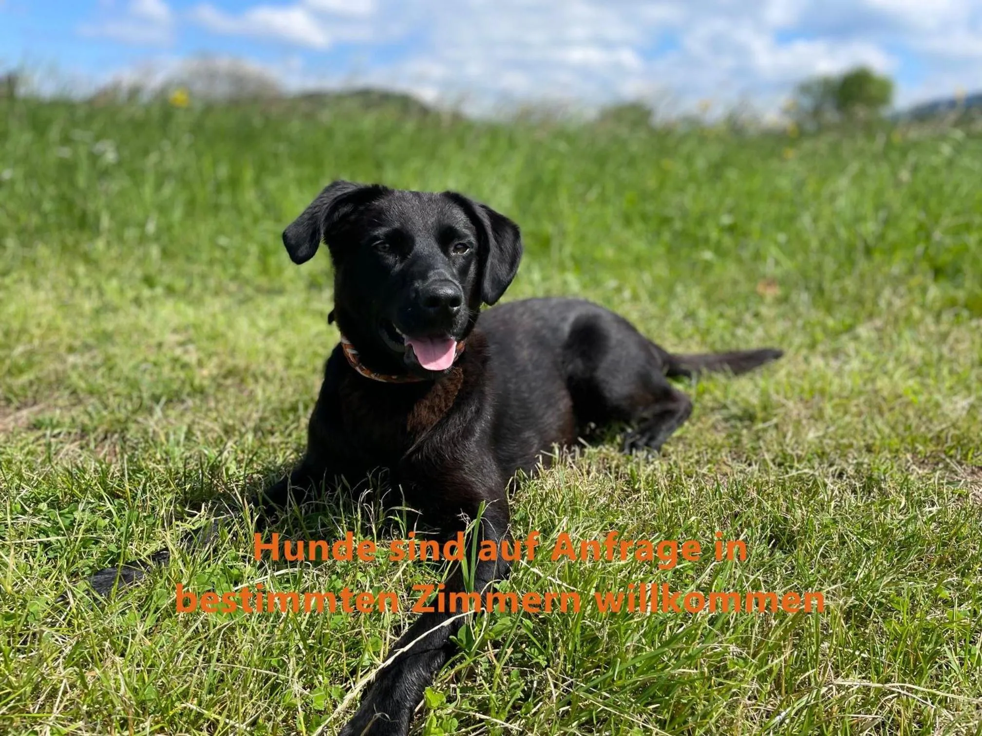 Animals in Gasthaus Hirschenstube & Gästehaus Gehri