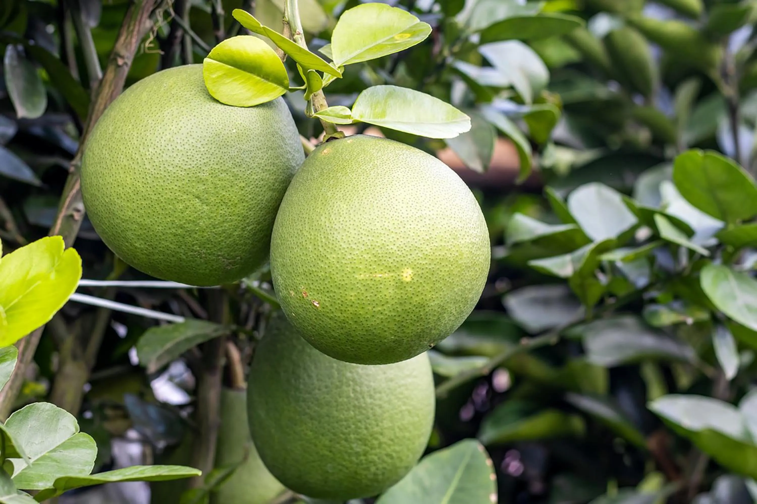 Nearby landmark in Golden Roof Hotel Ampang Ipoh