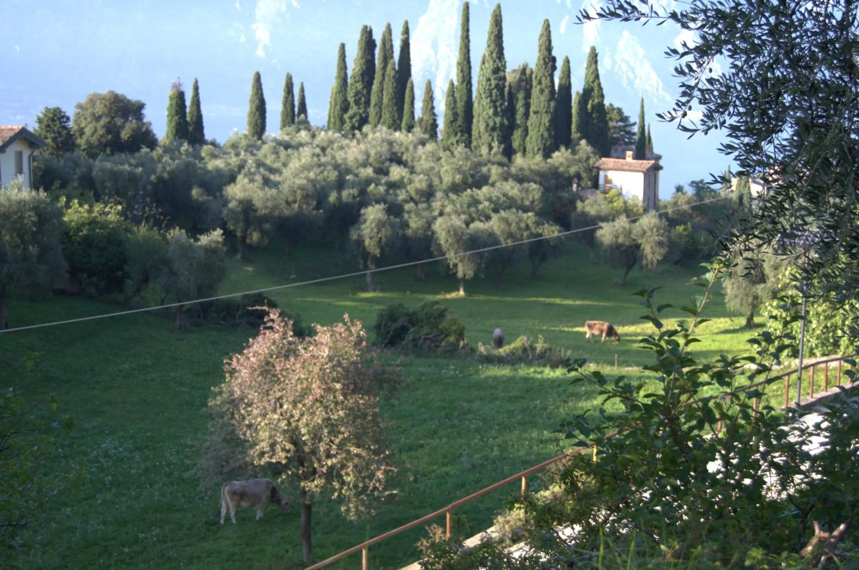 Animals in Guesthouse Grand View