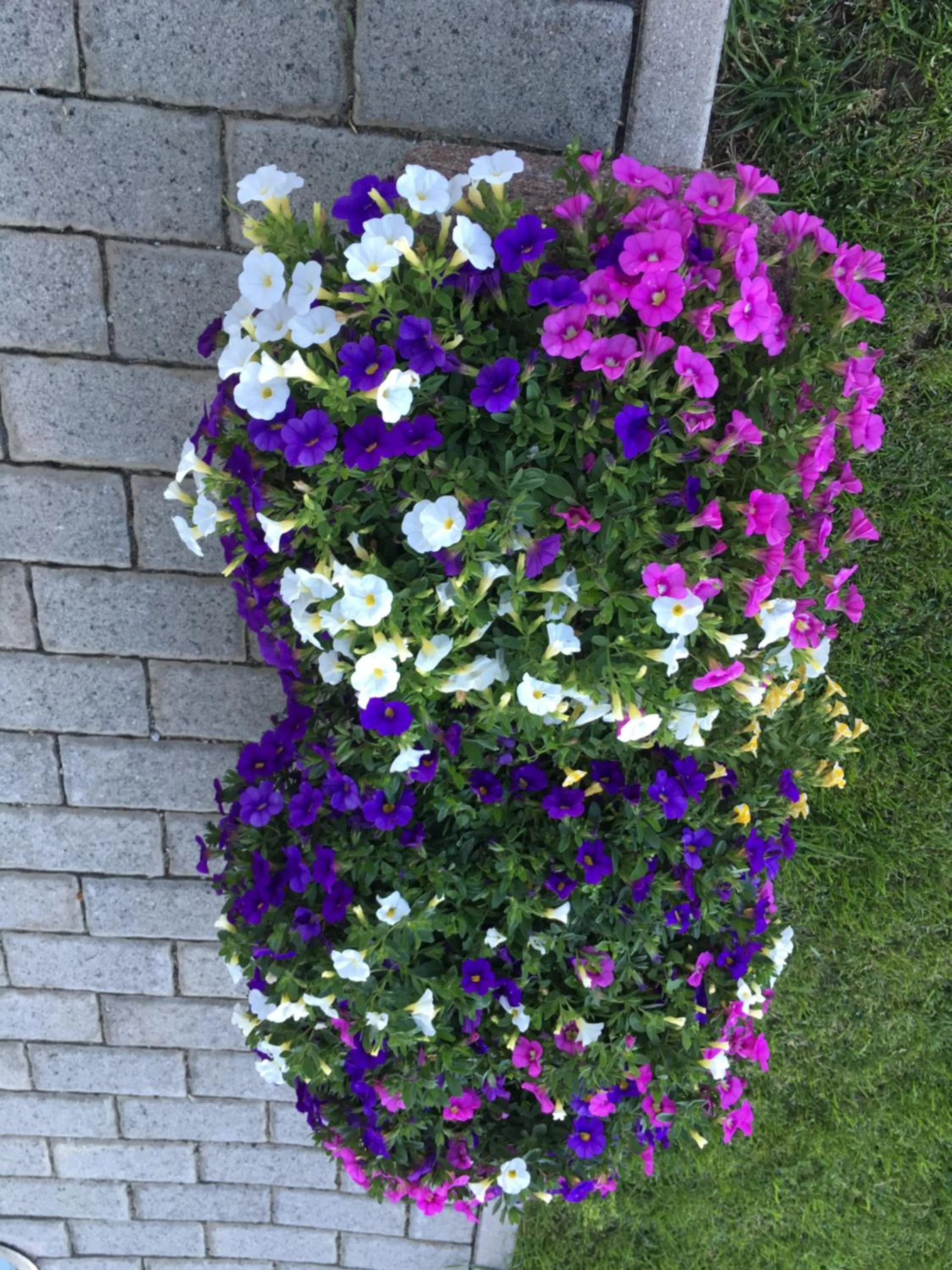 Summer in Residence Dilitz