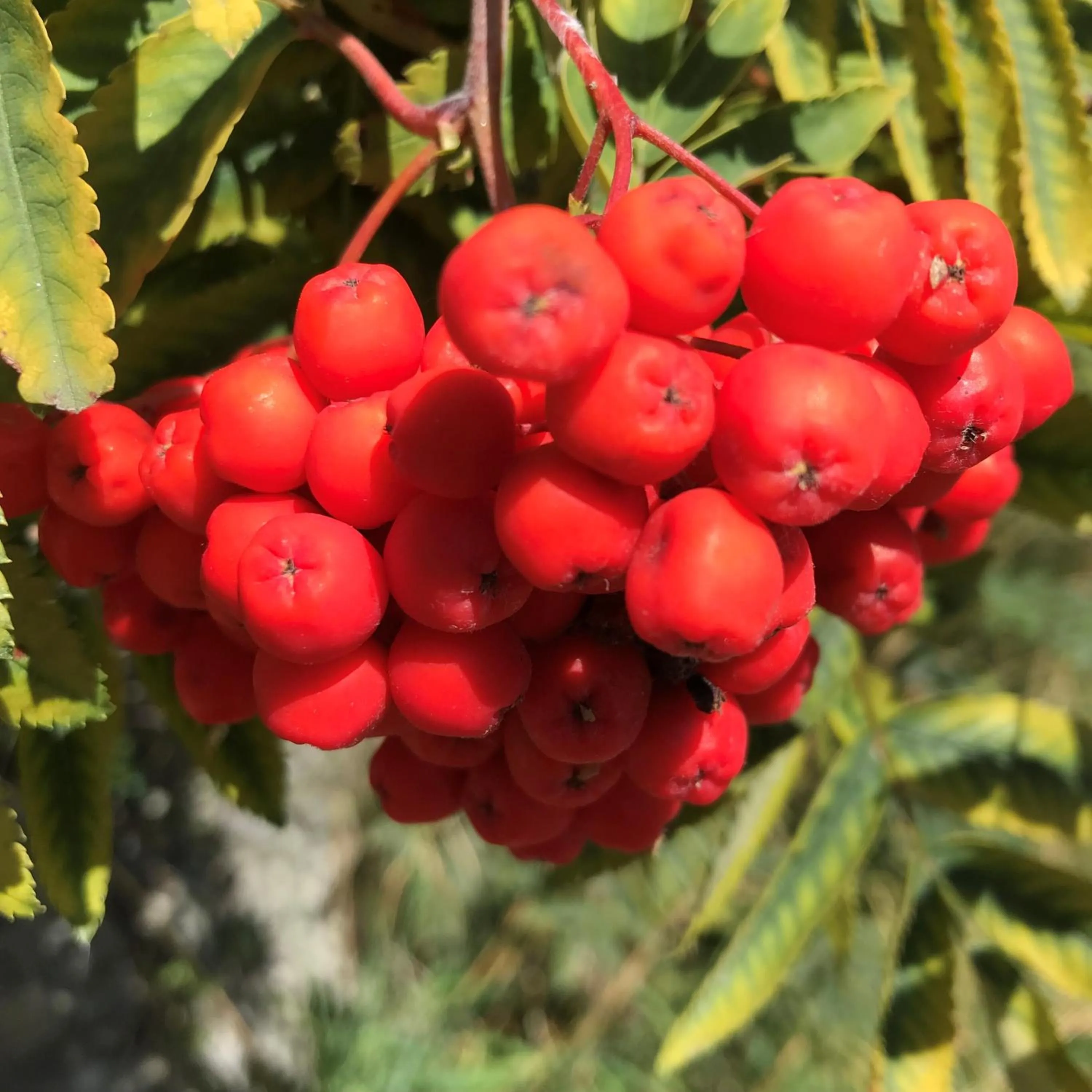 Autumn in Residence Dilitz