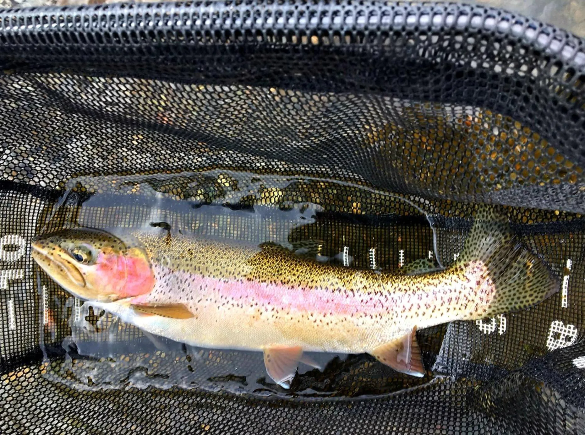 Fishing in Dream Drift Motel