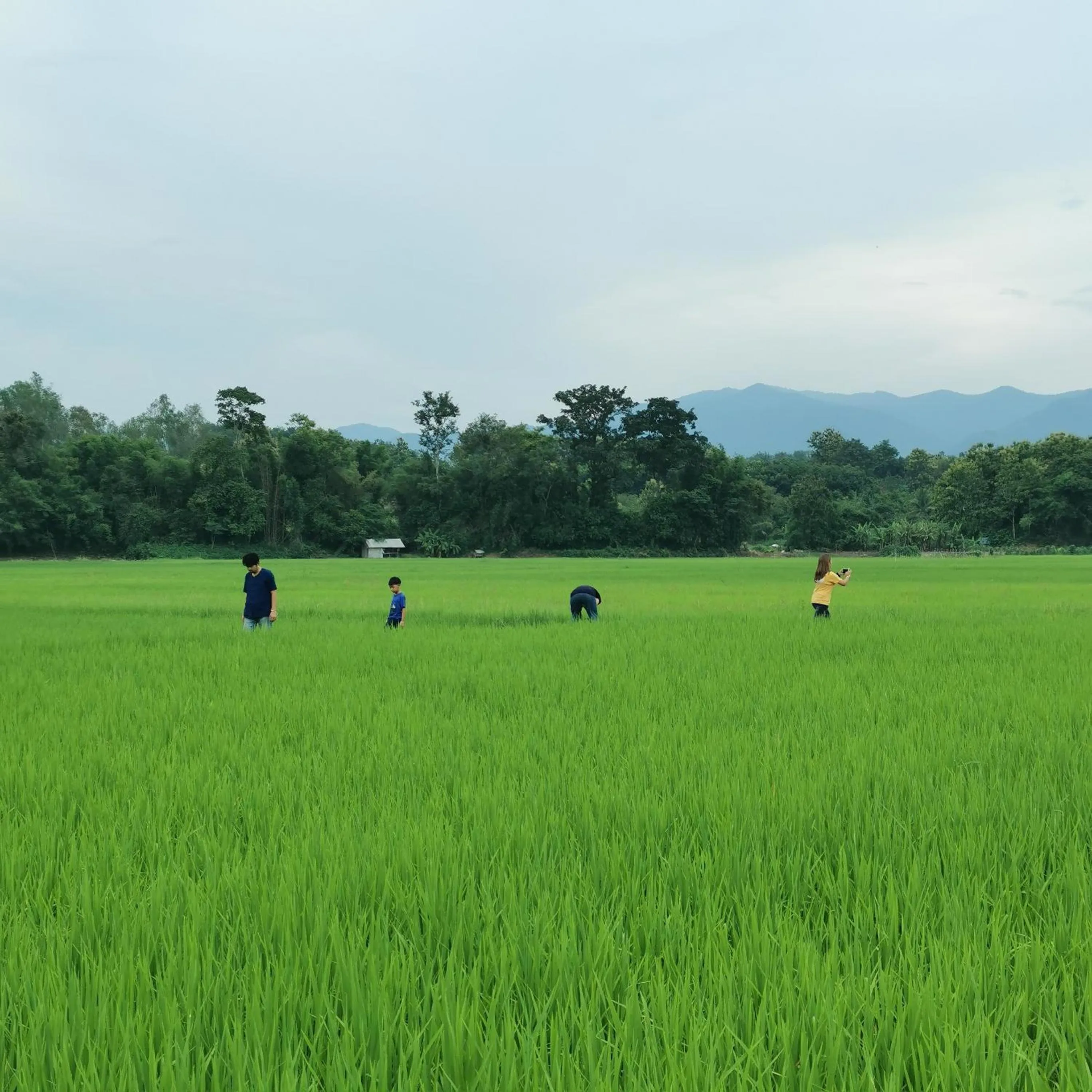 Day in THE RIVER RUNS CHIANG KLANG