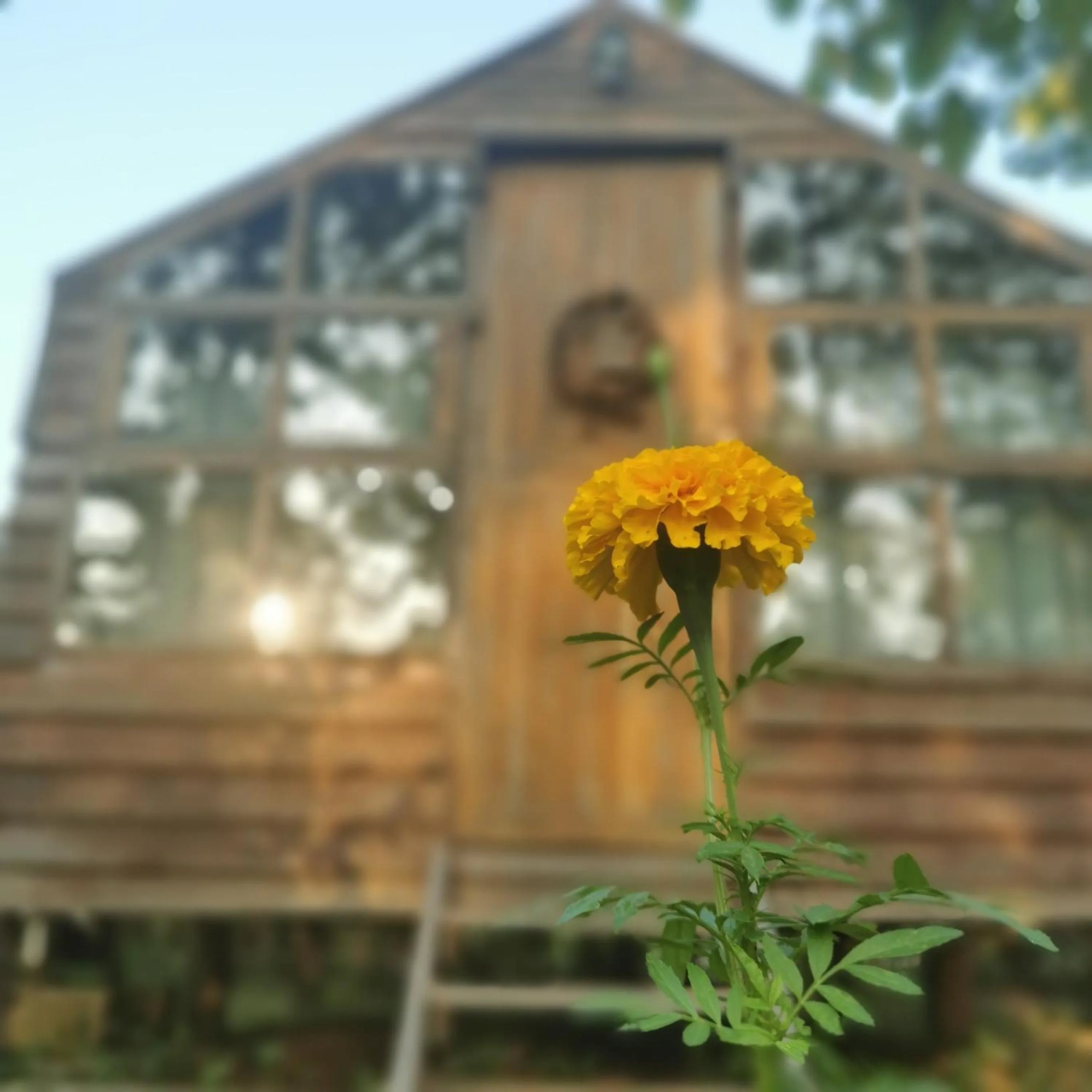 Garden in THE RIVER RUNS CHIANG KLANG