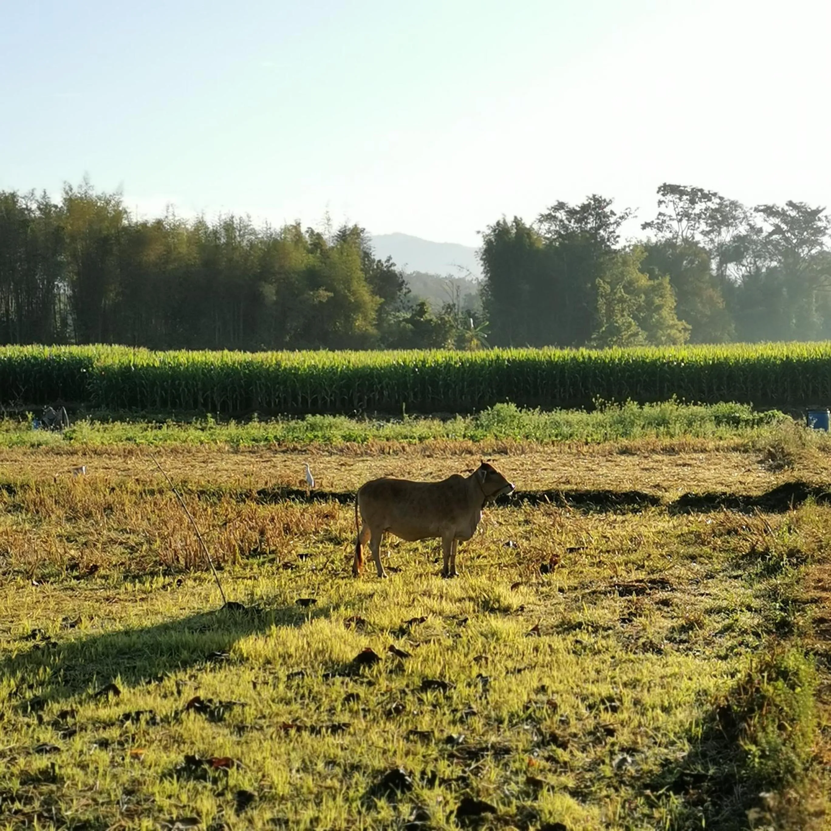Natural landscape in THE RIVER RUNS CHIANG KLANG