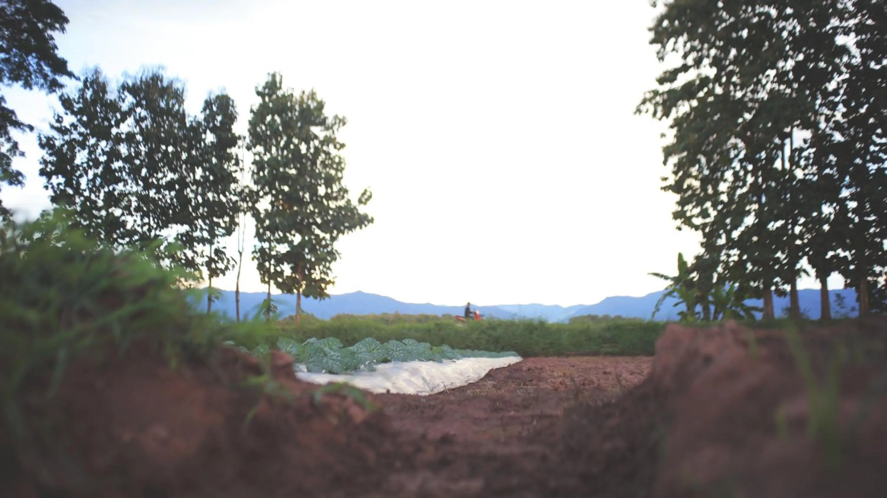 Spring in THE RIVER RUNS CHIANG KLANG