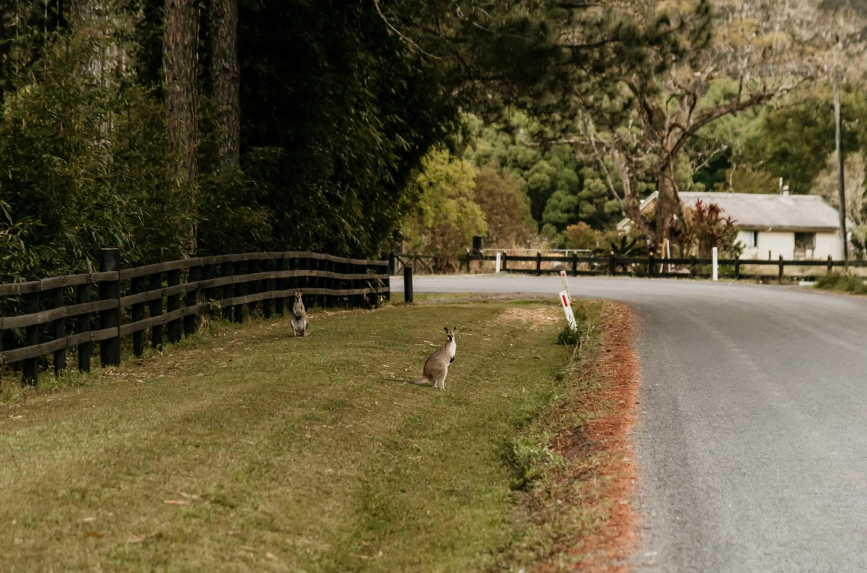 Natural landscape in Contained in Nimbin Accommodation