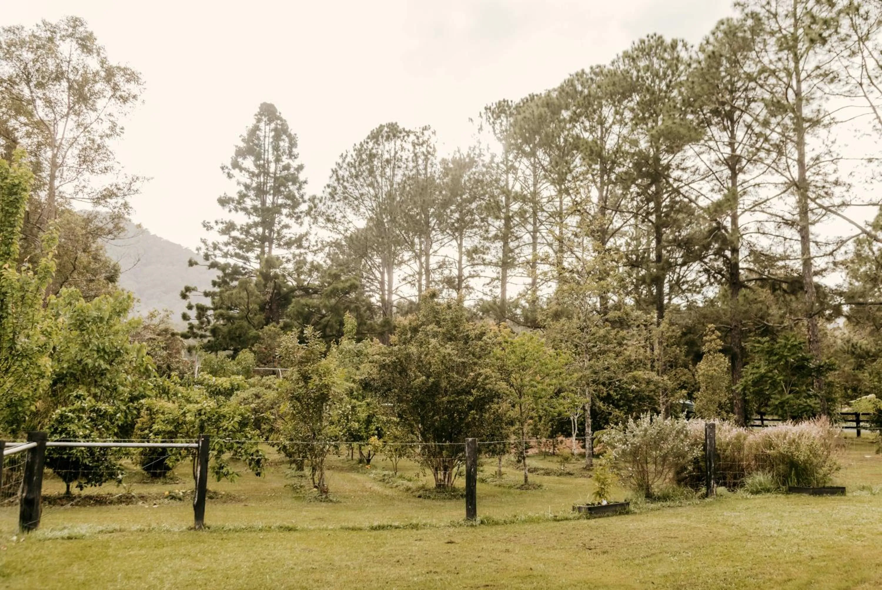 Garden view in Contained in Nimbin Accommodation
