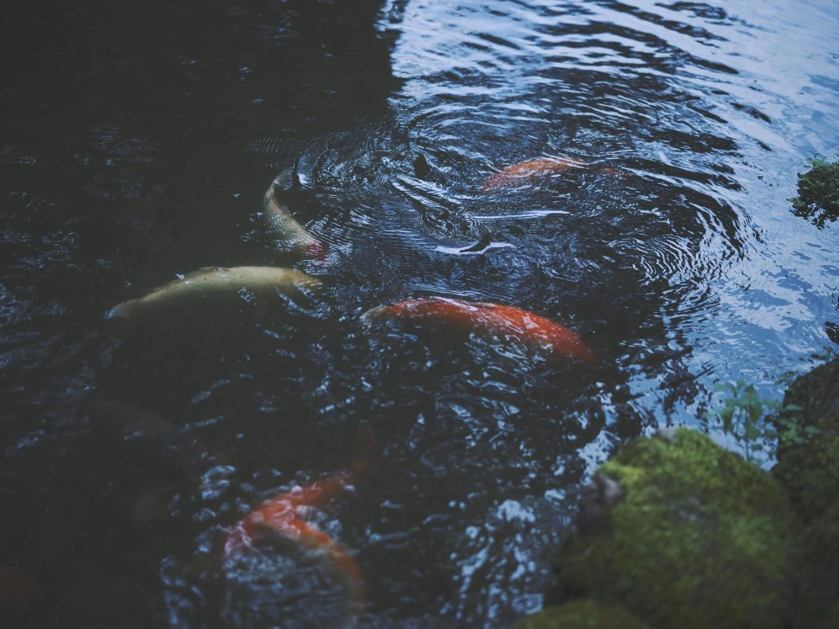 Natural landscape in SOKI Kanazawa
