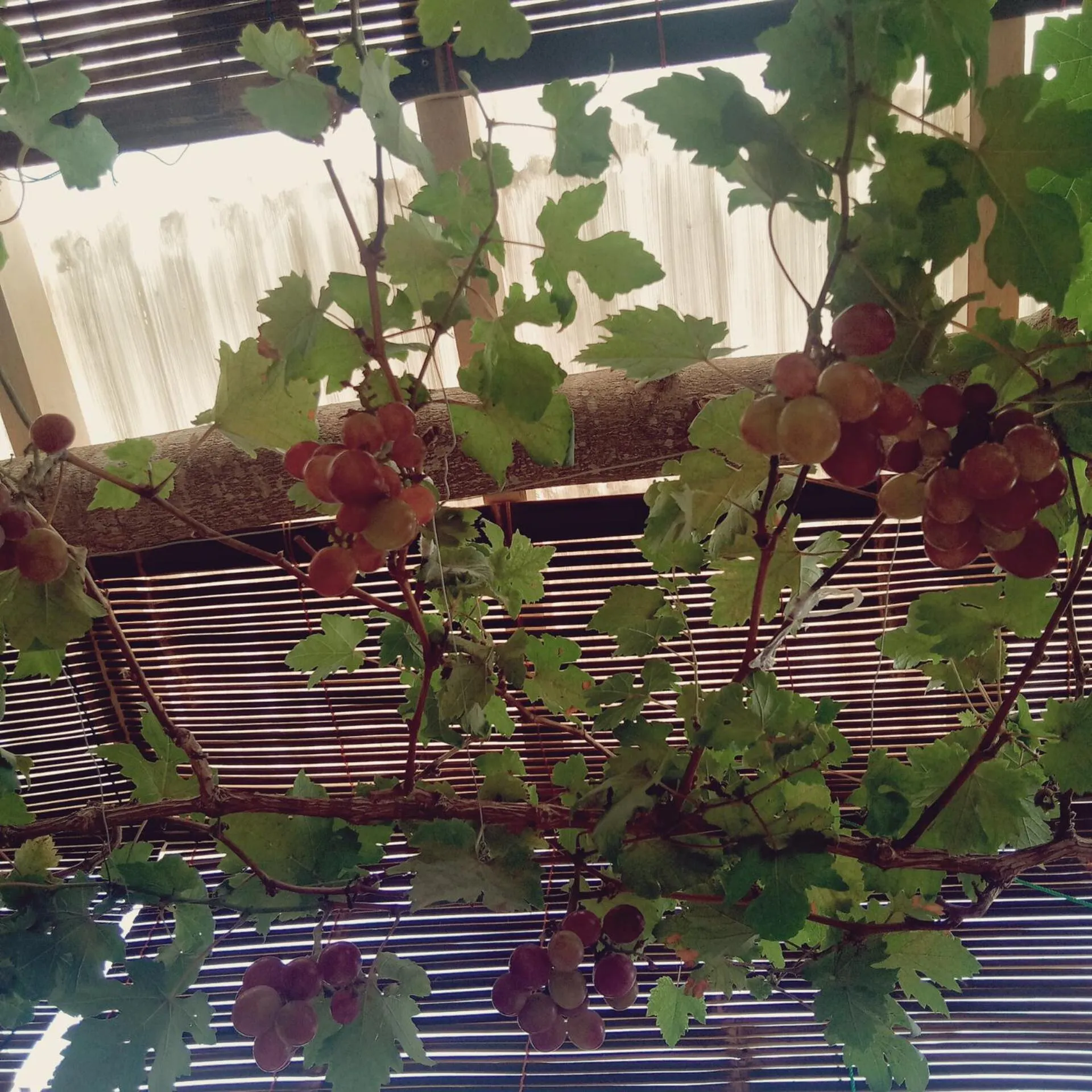 Garden in The Bloomy House