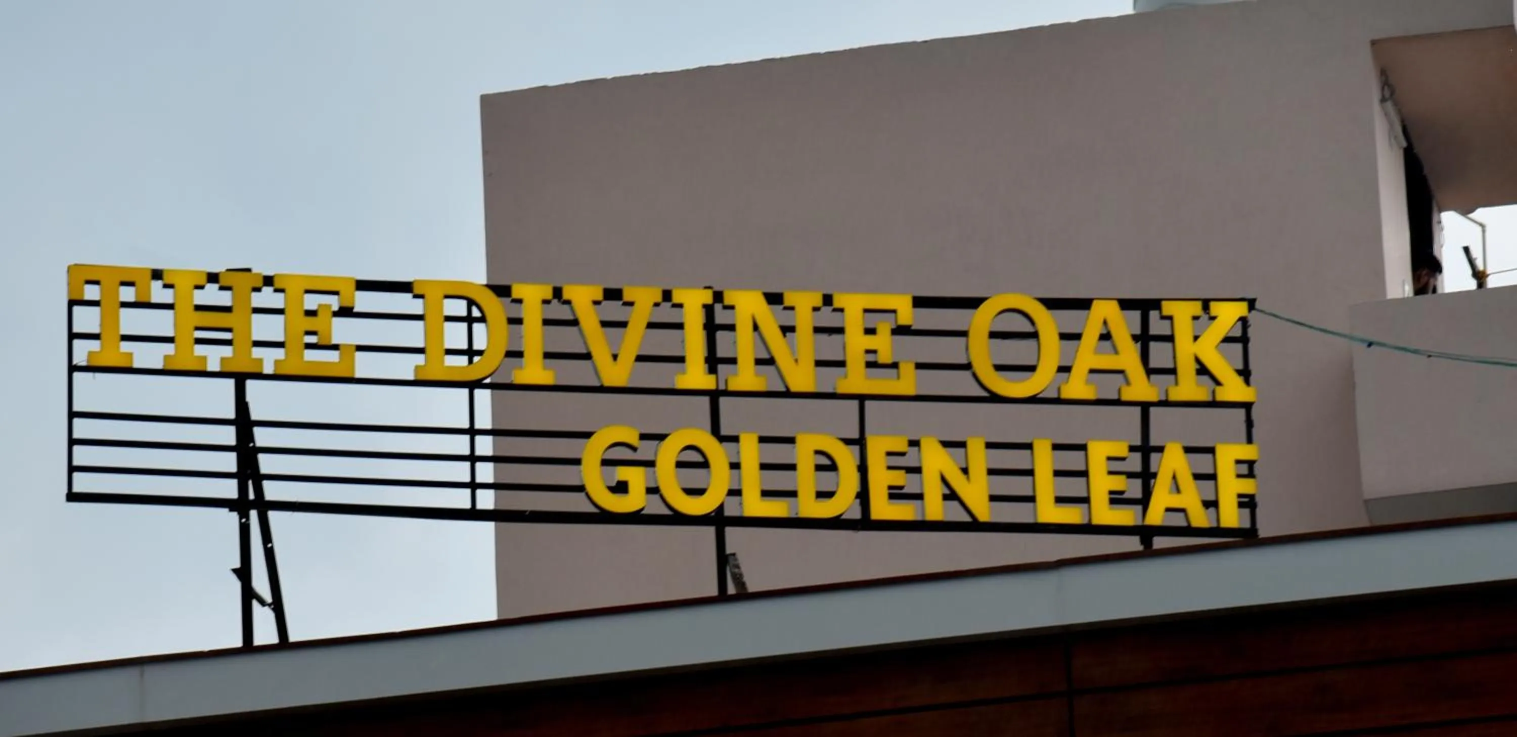 Logo/Certificate/Sign in The Divine Oak Golden Leaf
