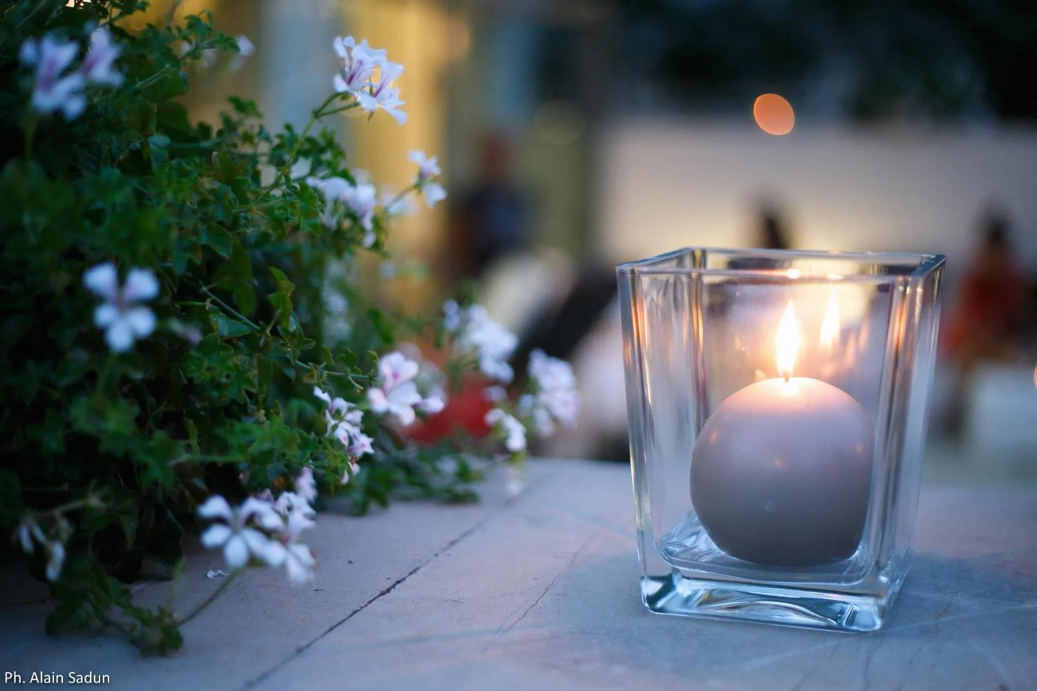 Entertainment in The One Hotel - Designed for Adults - Pet lovers