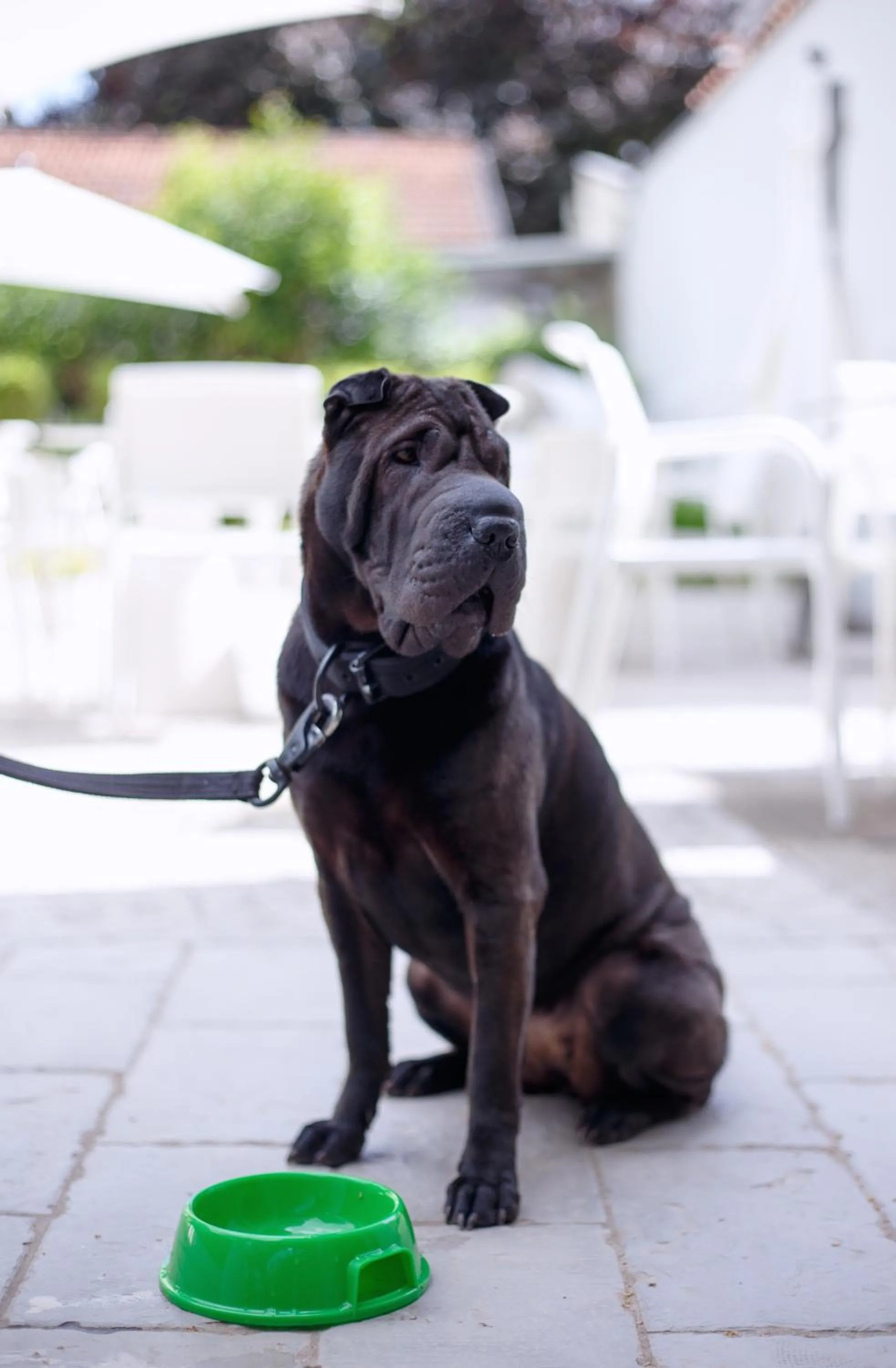 Animals in The One Hotel - Designed for Adults - Pet lovers