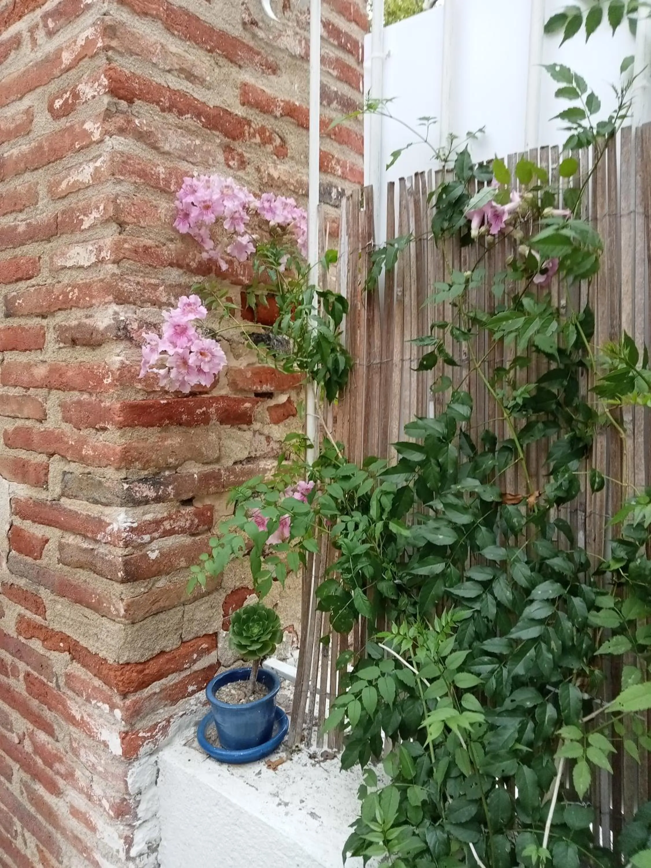 Garden in Le Mas Palegry Chambres d'hôtes Perpignan