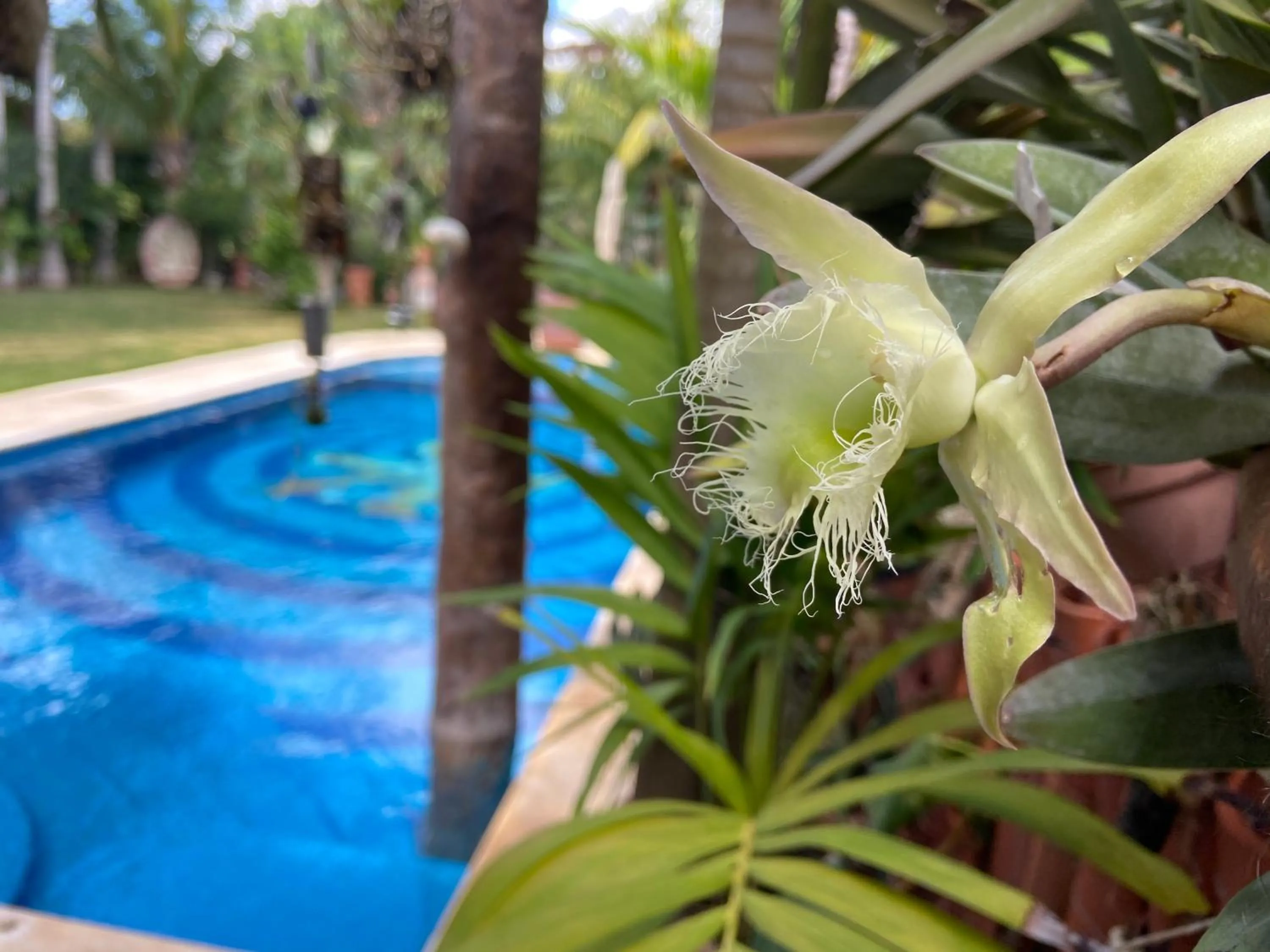 Pool view in Casa Jaguar