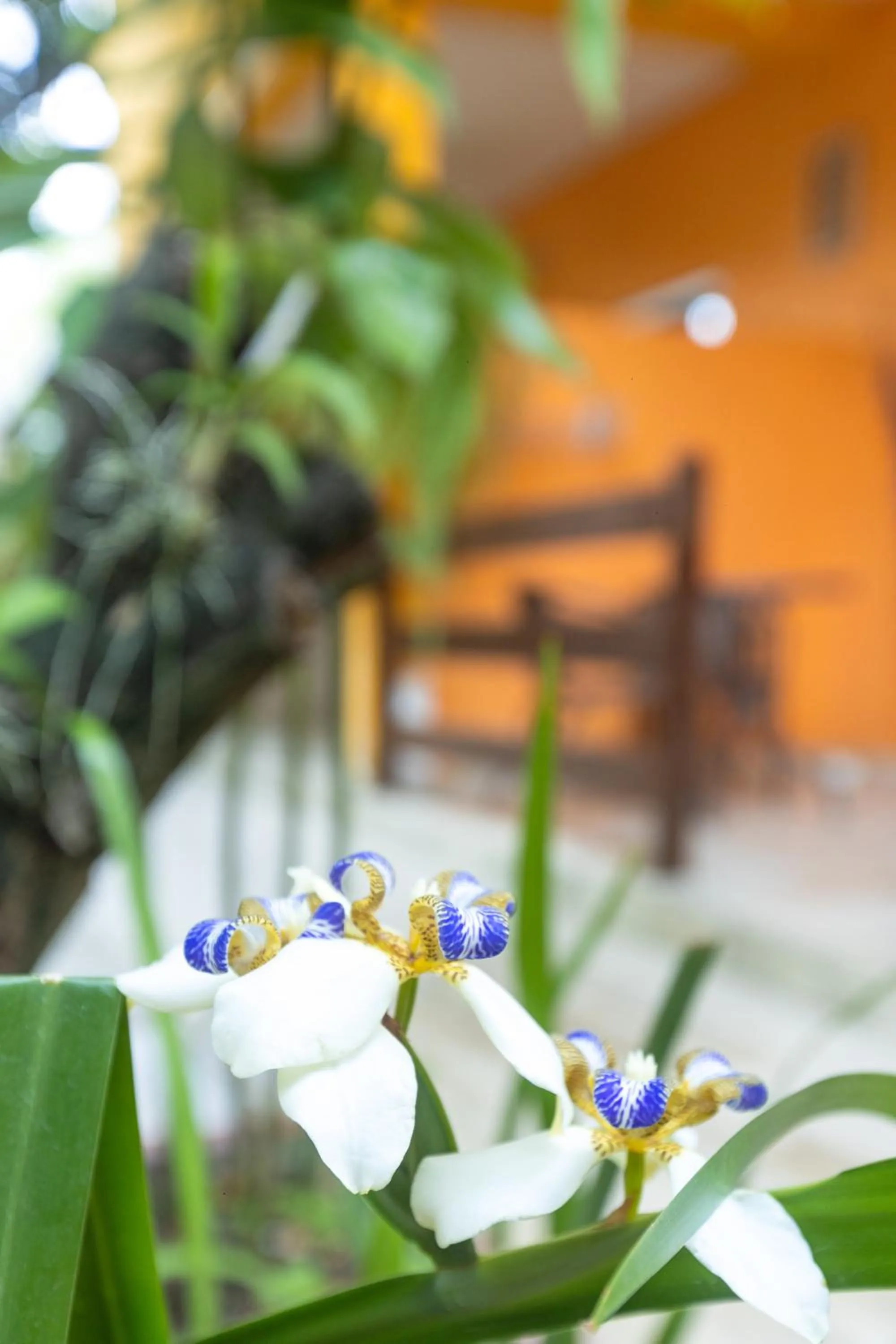 Garden view in Pousada Som dos Pássaros