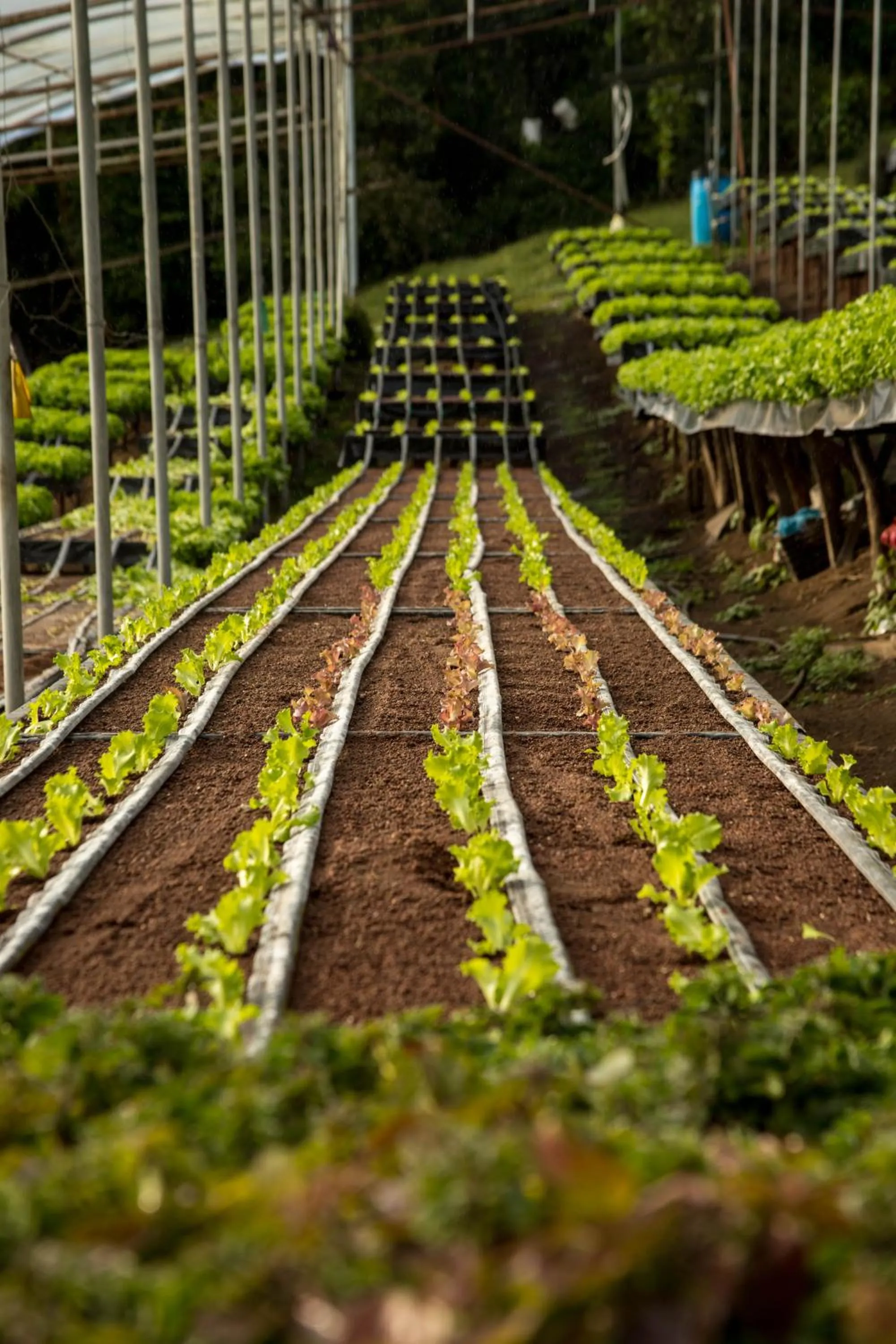 Property building in Los Pinos Cabins & Reserve