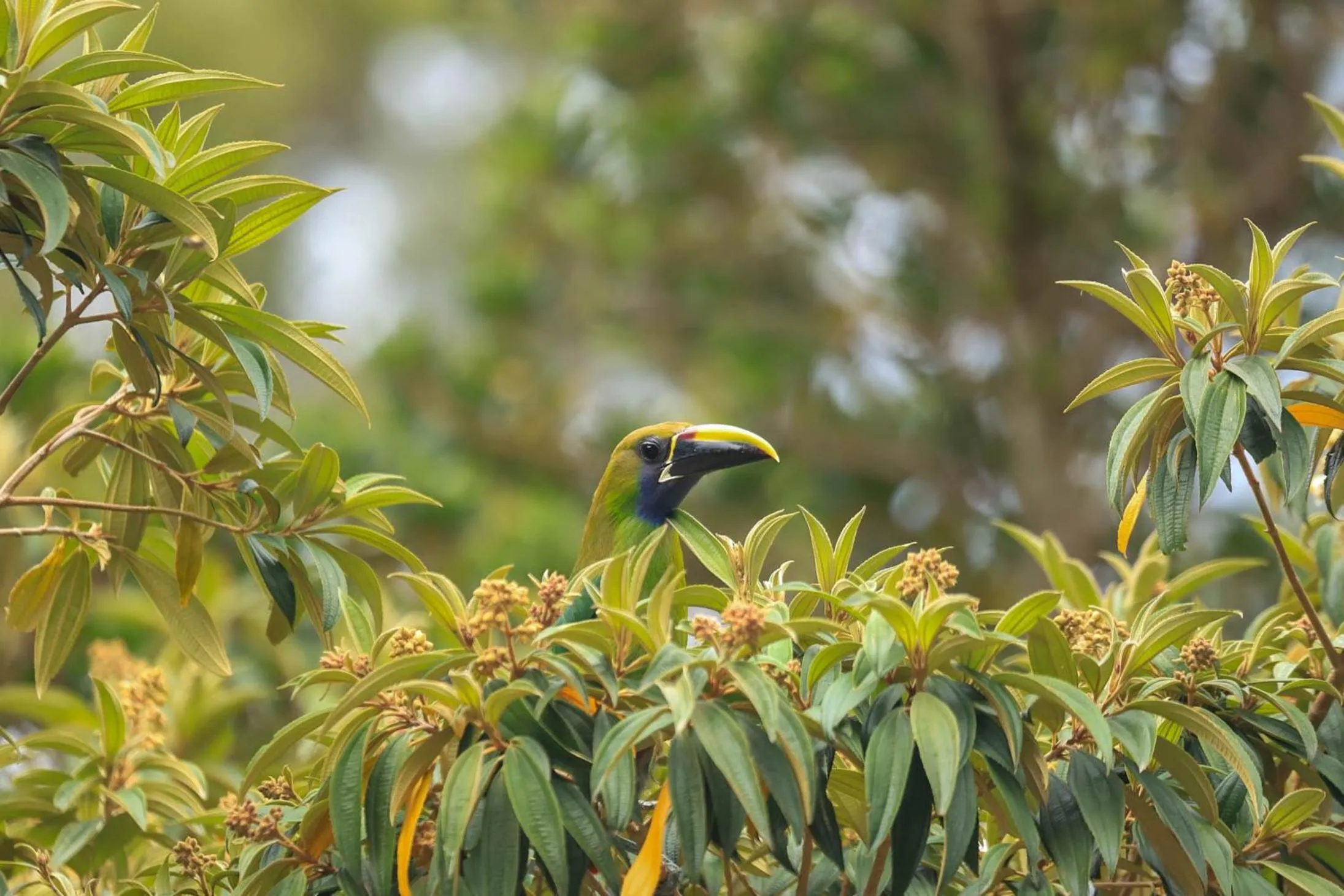 Animals in Los Pinos Cabins & Reserve