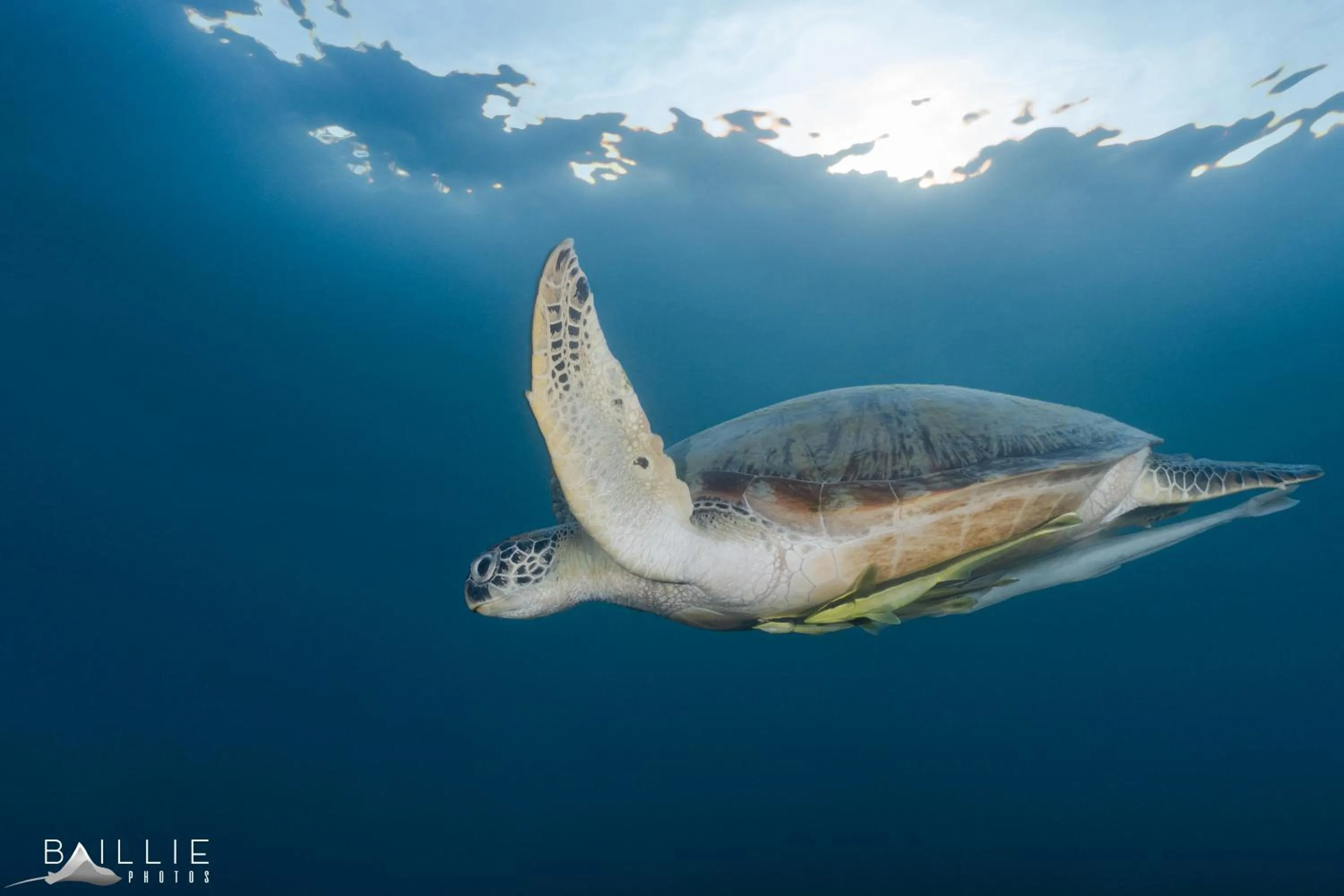 Snorkeling in Hydronauts Diving Resort - Koh Tao