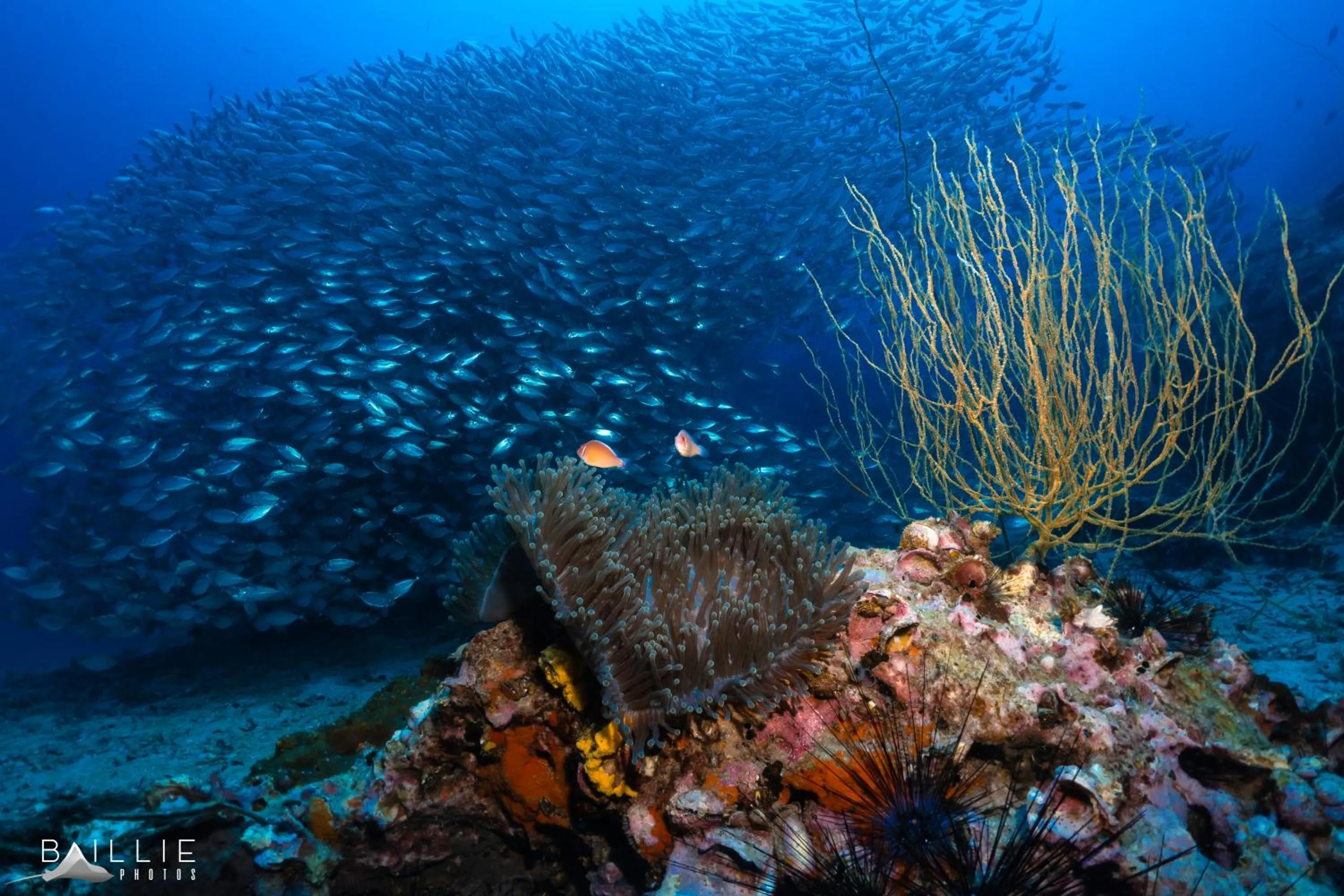 Snorkeling in Hydronauts Diving Resort - Koh Tao