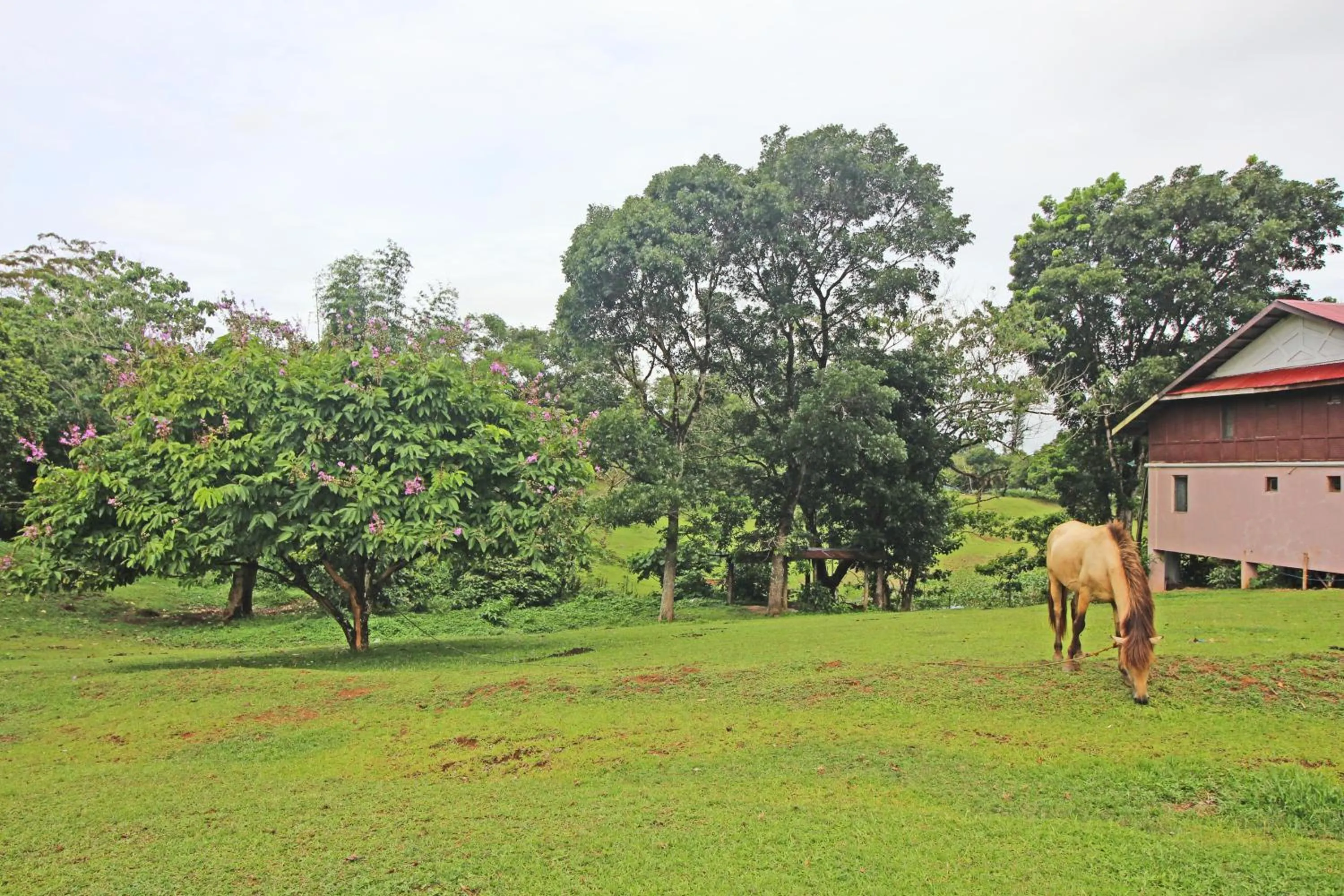 Natural landscape in Caliraya Resort Club