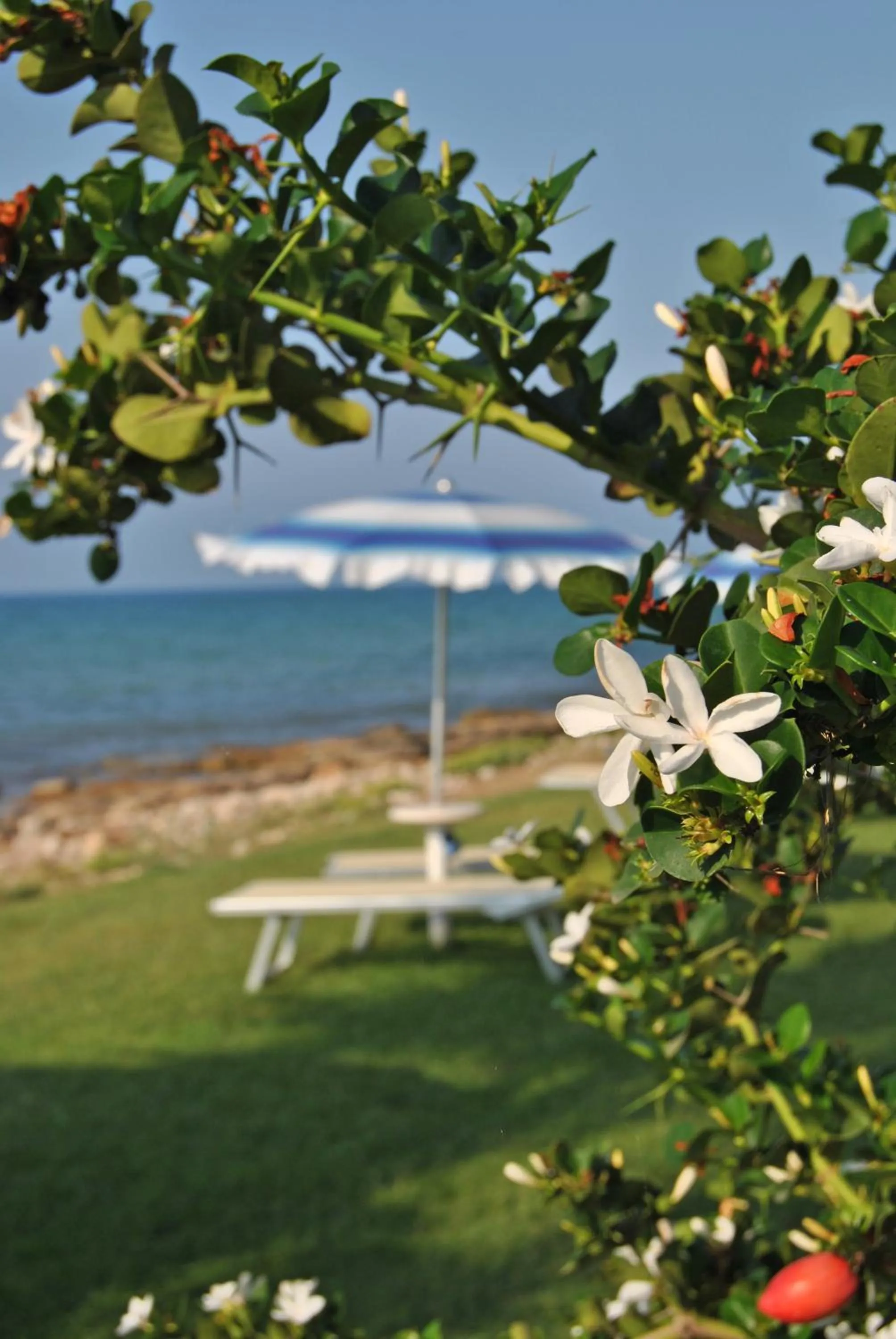 Garden in Hotel Acquamarina